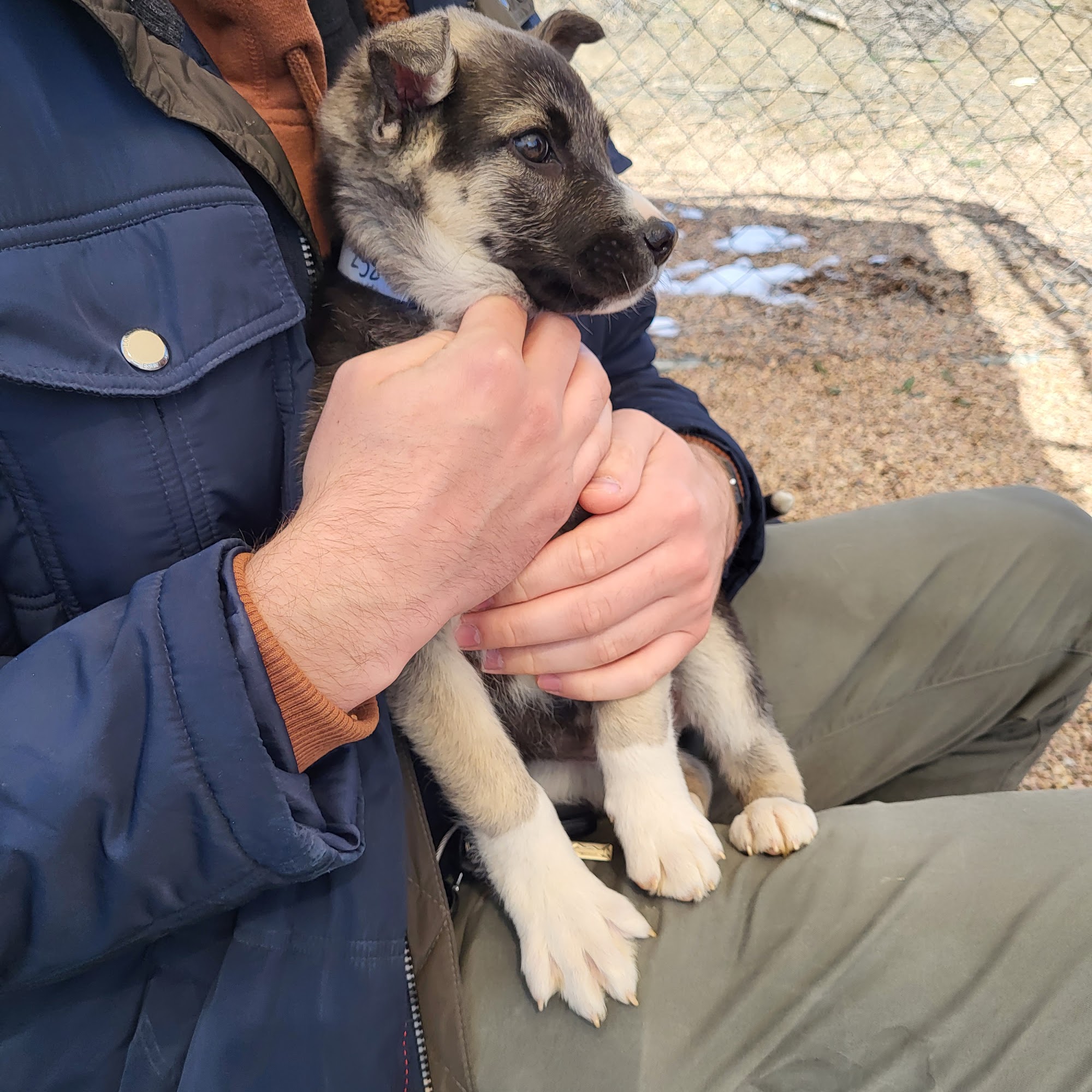 Lifeline Puppy Rescue Brighton