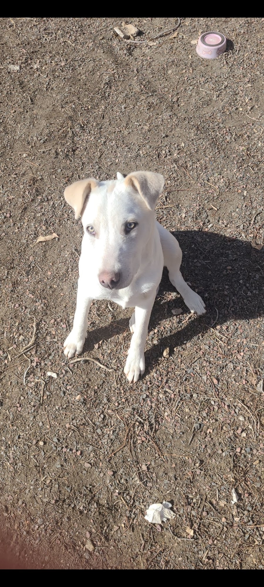 Lifeline Puppy Rescue Brighton