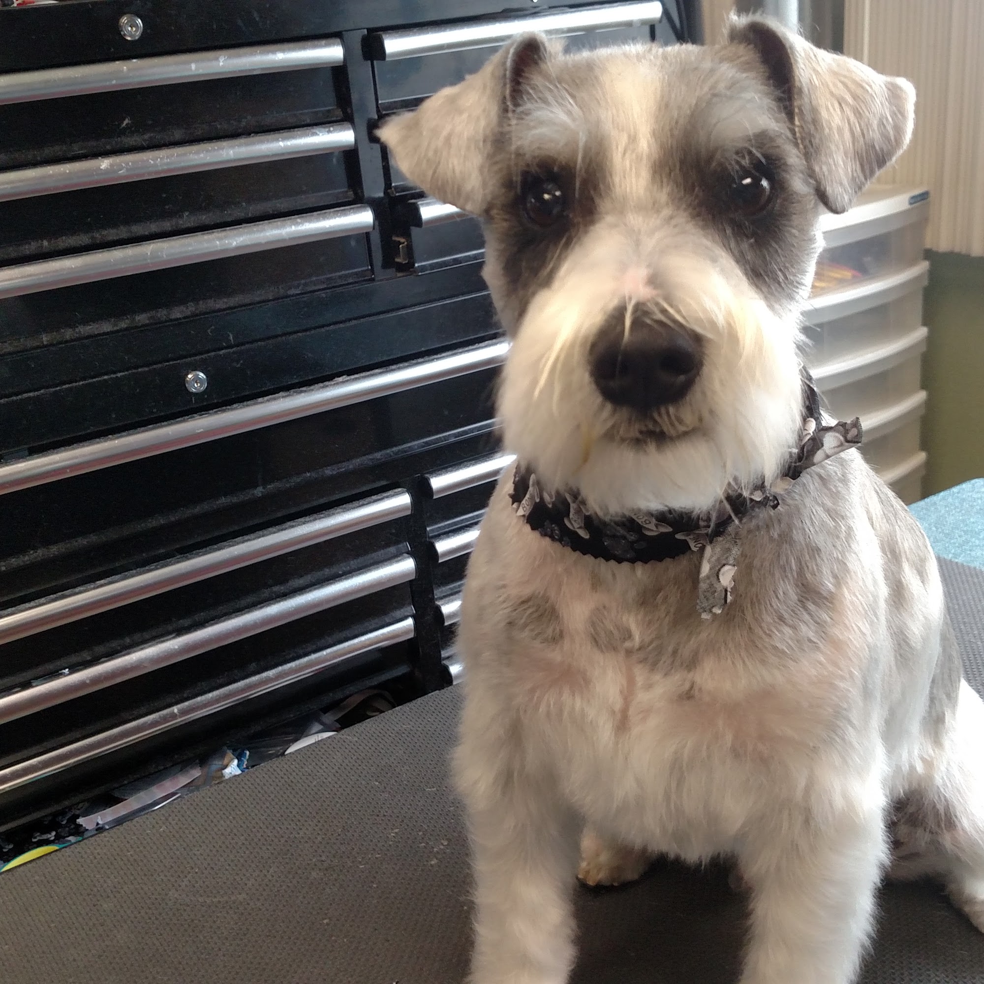 The Grooming Studio, LLC Brighton