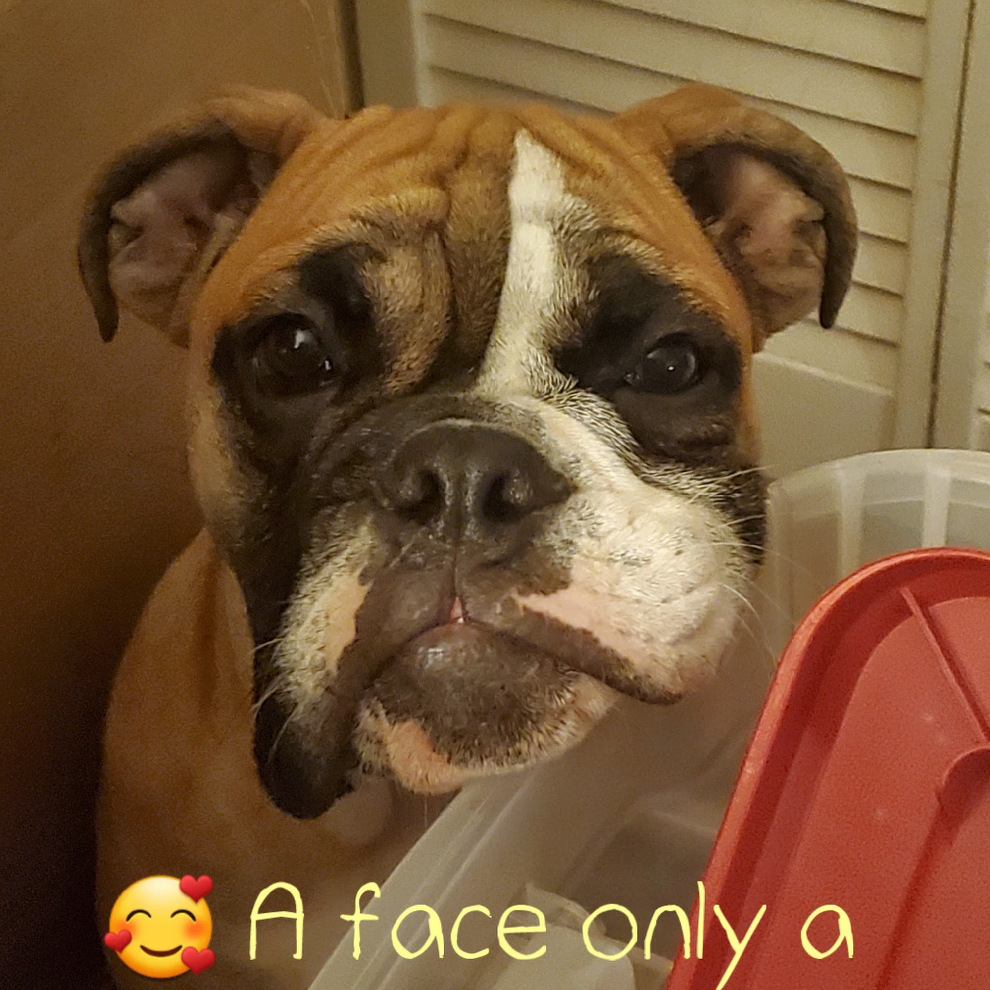 Wildflower Veterinary Hospital Brighton