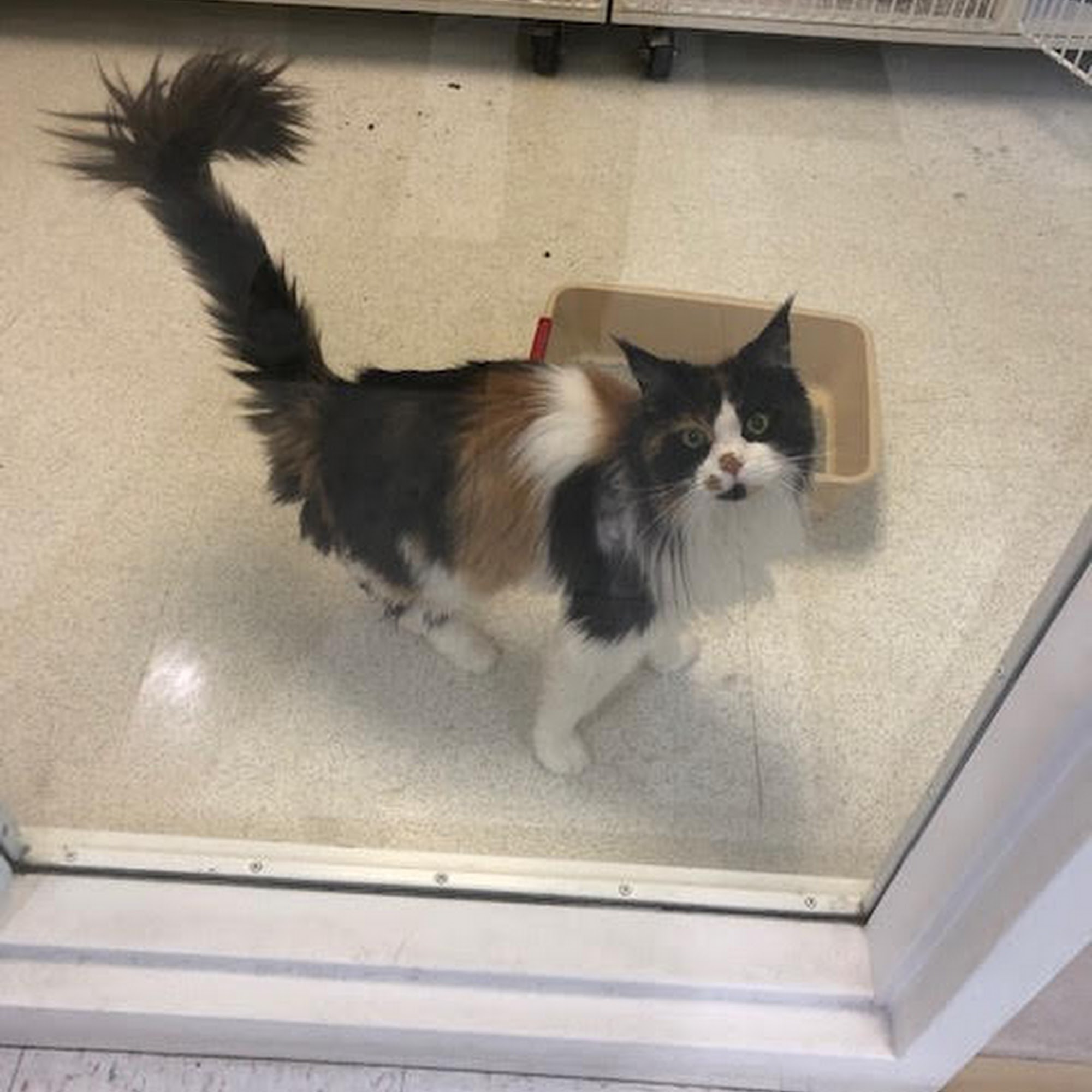 The Animal Doctor of Broomfield Broomfield