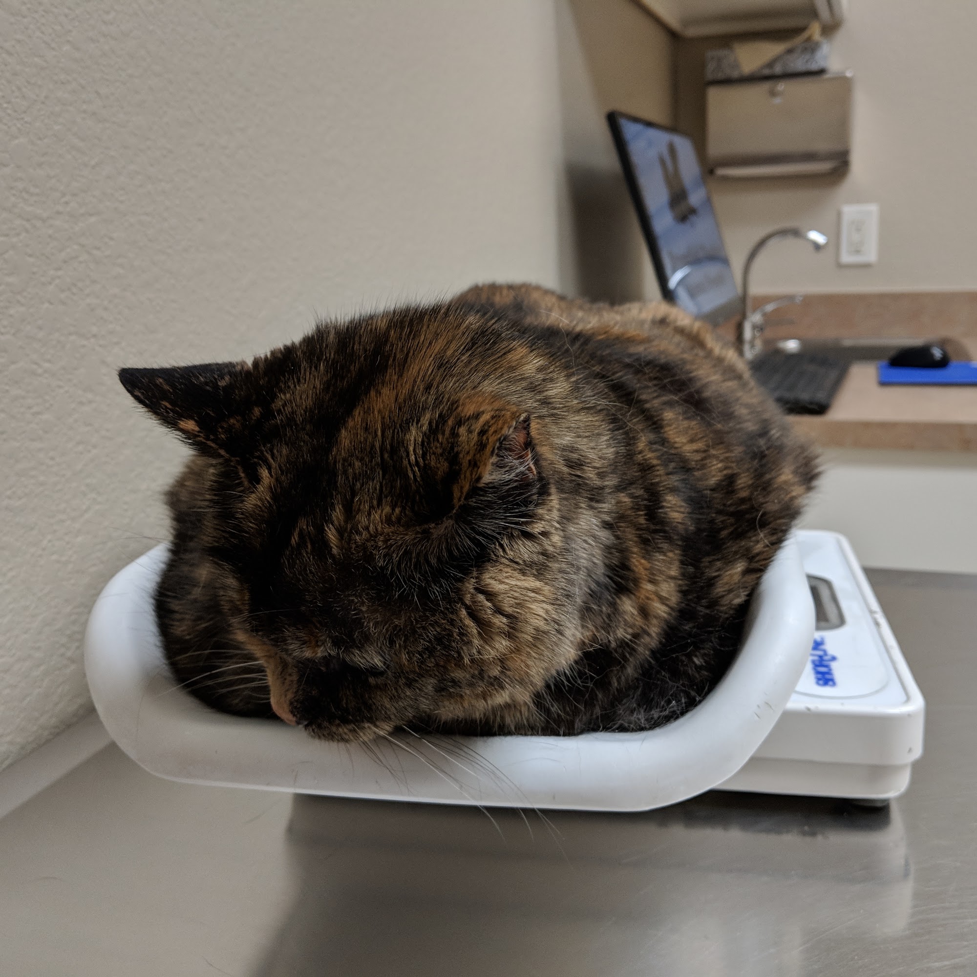 Broomfield Meadows Animal Hospital Broomfield