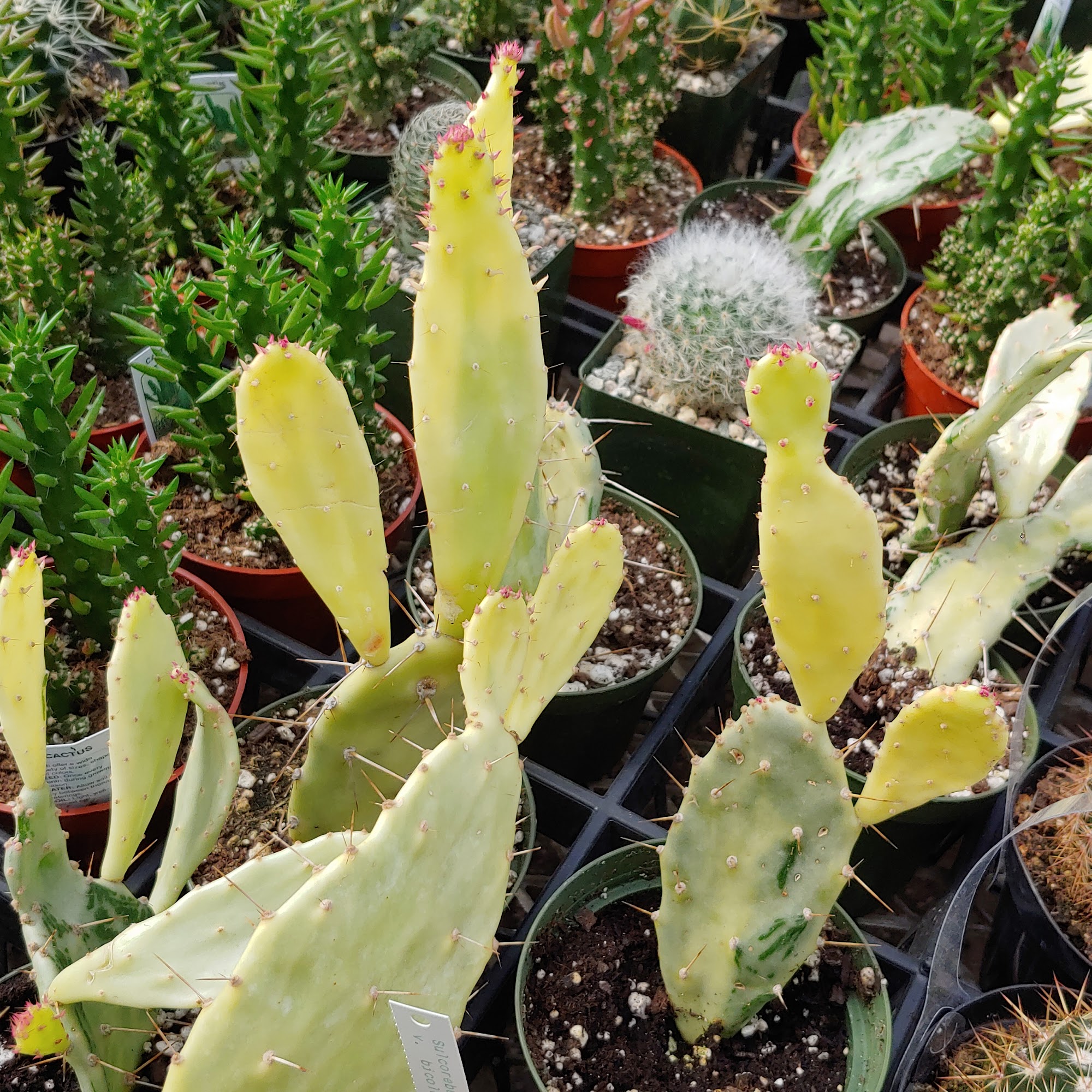 The Emerald Leaf Wholesale Greenhouse Broomfield