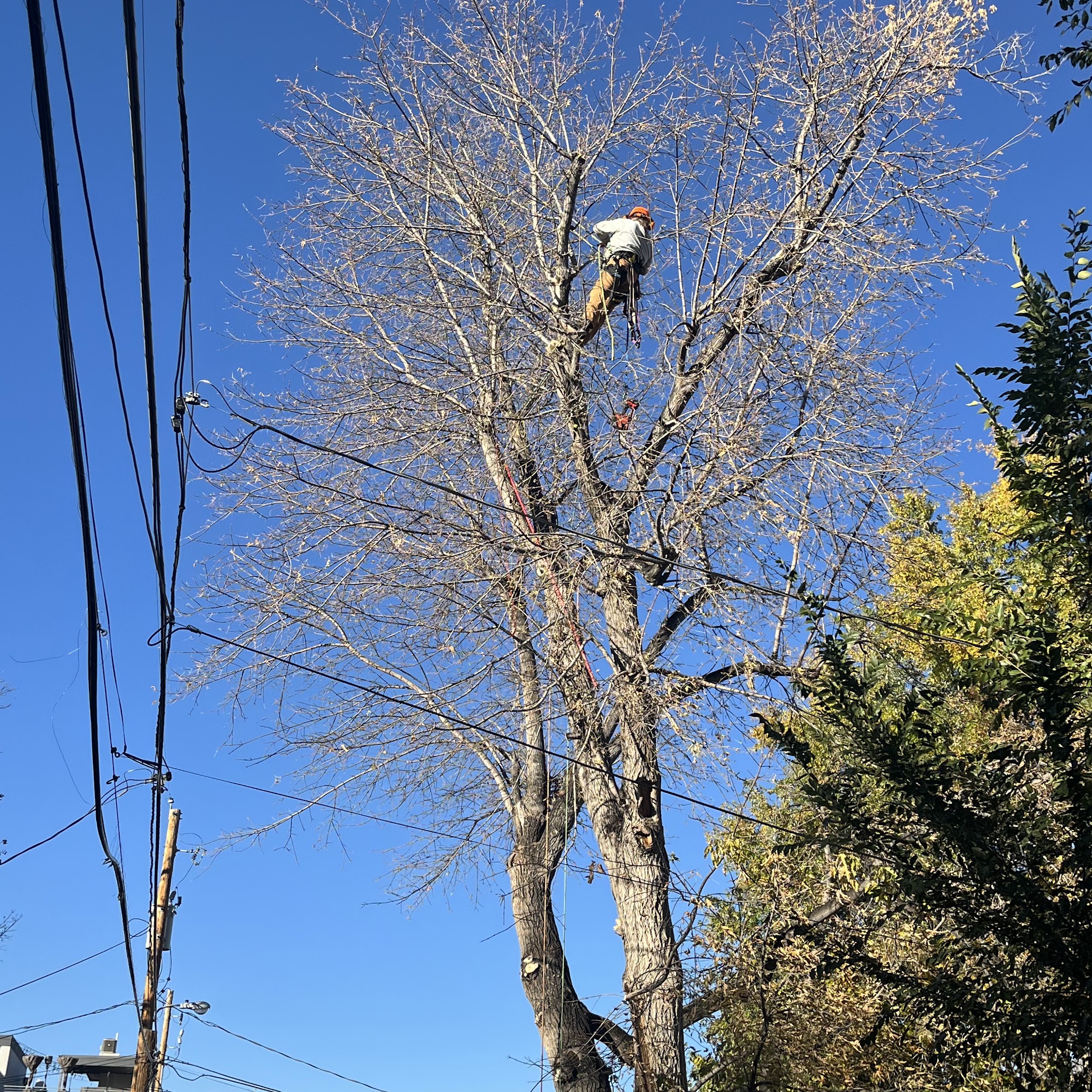 Alpenglow Tree Care