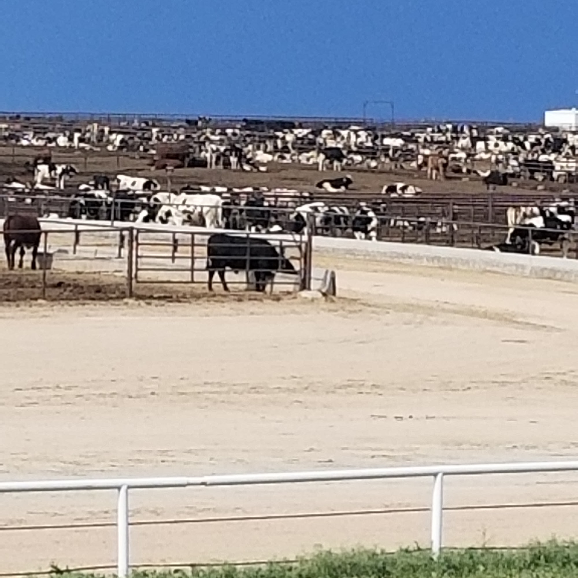 Pinneo Feedlot Brush