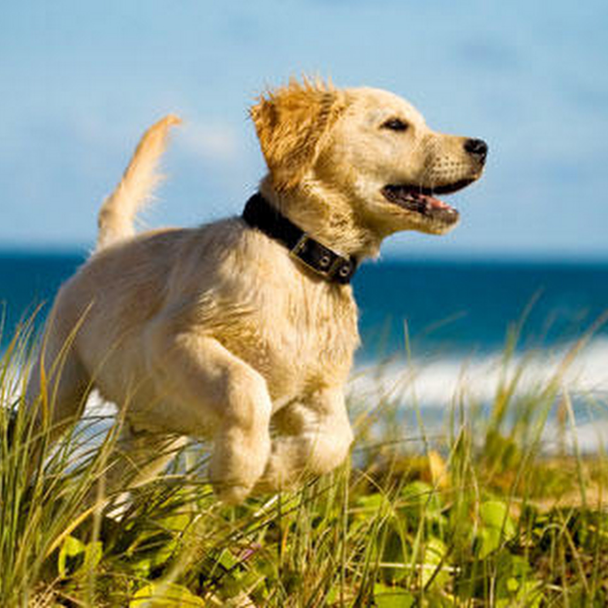 Eskridge Veterinary Clinic Cañon City