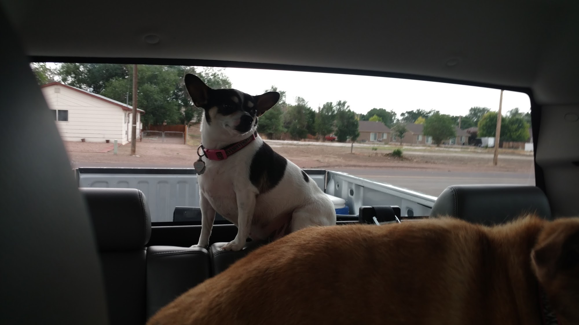 Eskridge Veterinary Clinic Cañon City