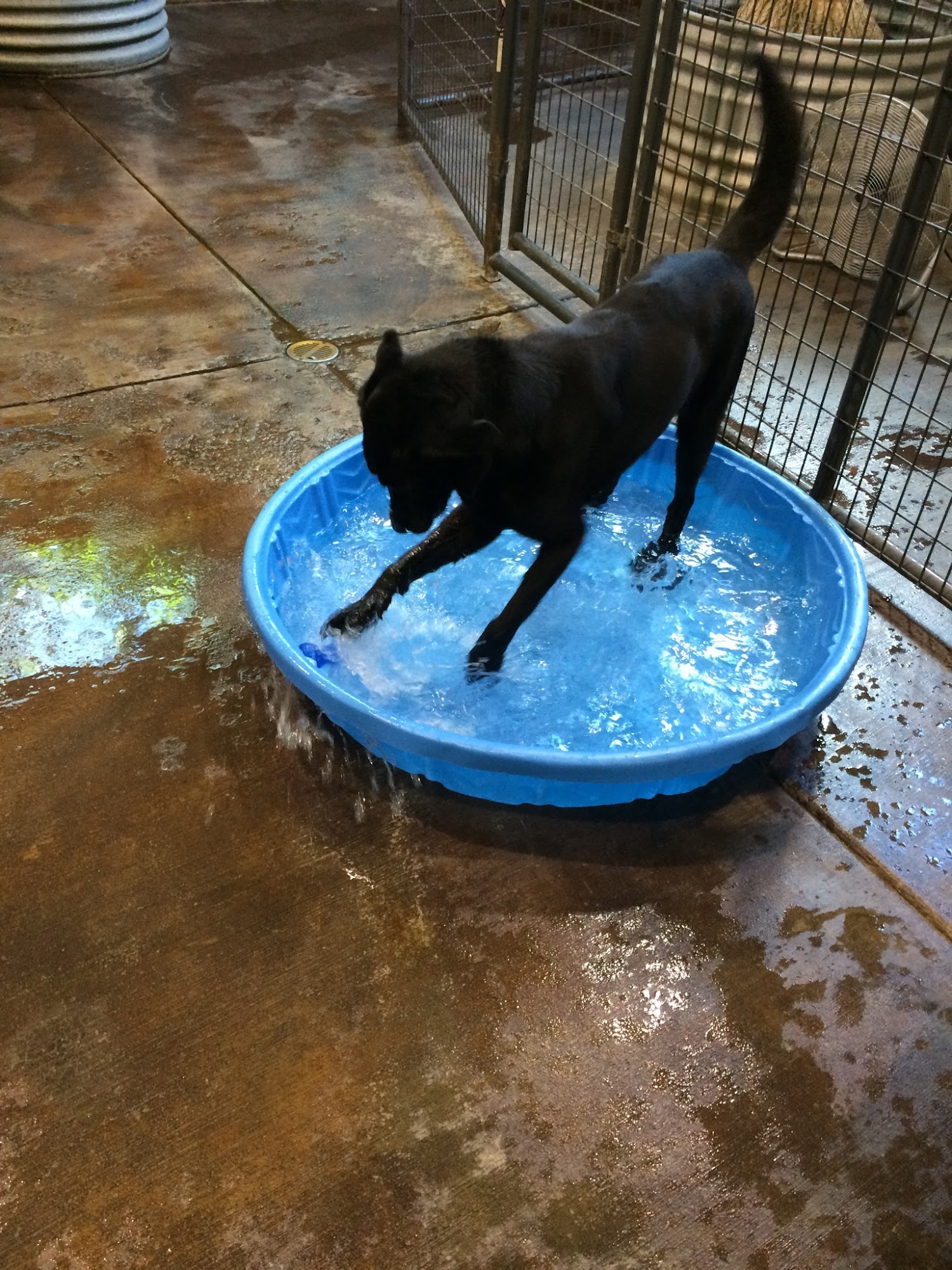 Red Hill Animal Health Center Carbondale