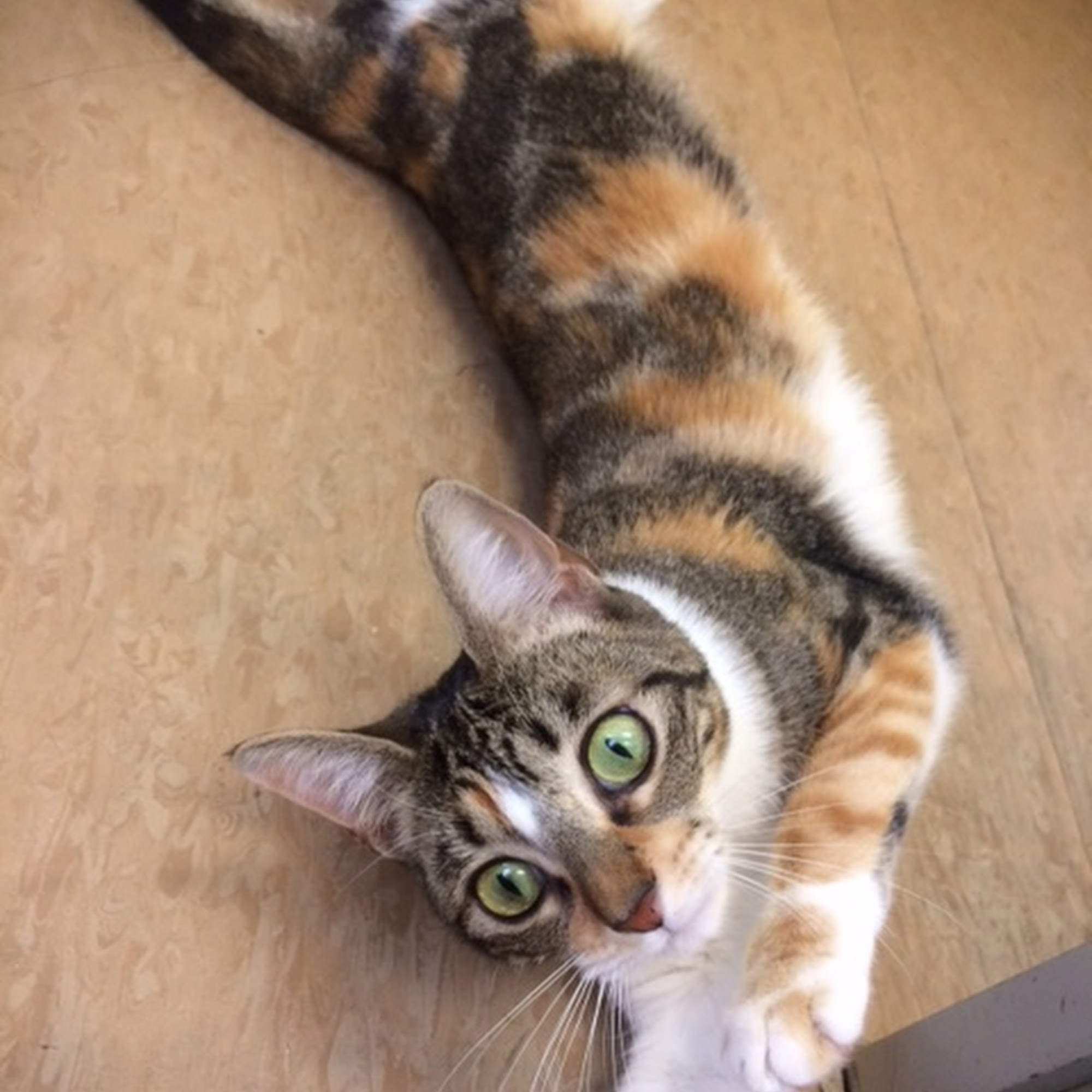 Red Hill Animal Health Center Carbondale