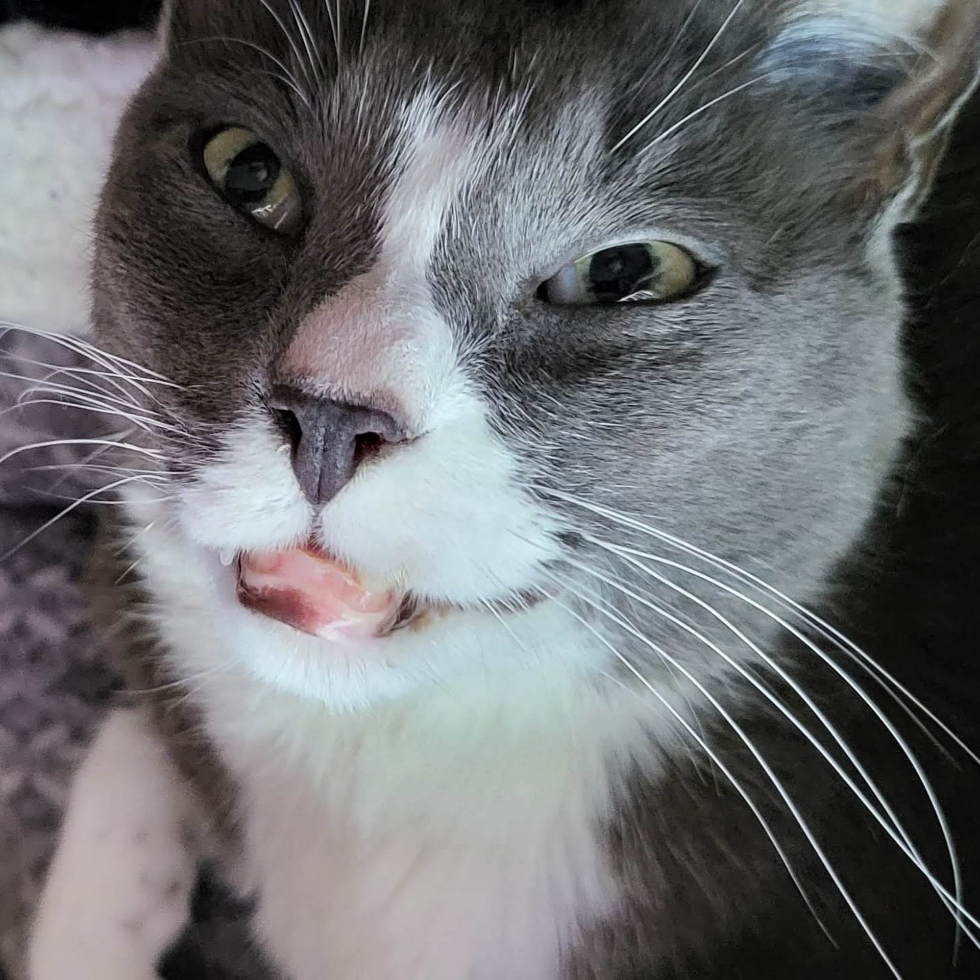 Blue Spruce Animal Clinic Castle Rock