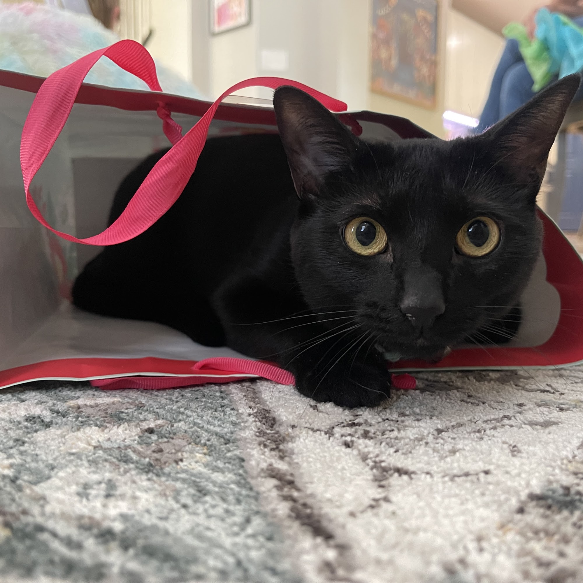 Brooklyn Veterinary Clinic & PAWS Pet Resort Castle Rock