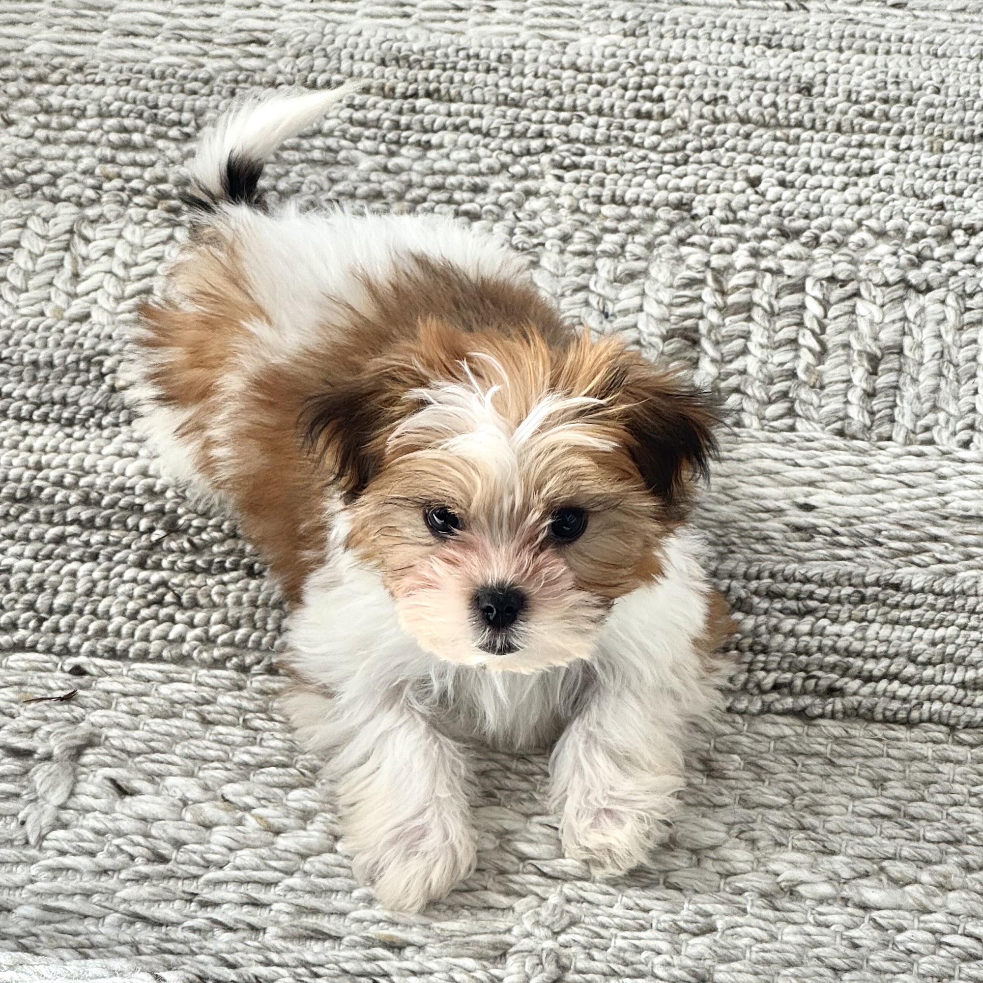 Brekke Veterinary Clinic Happy Canyon Rd Castle Rock