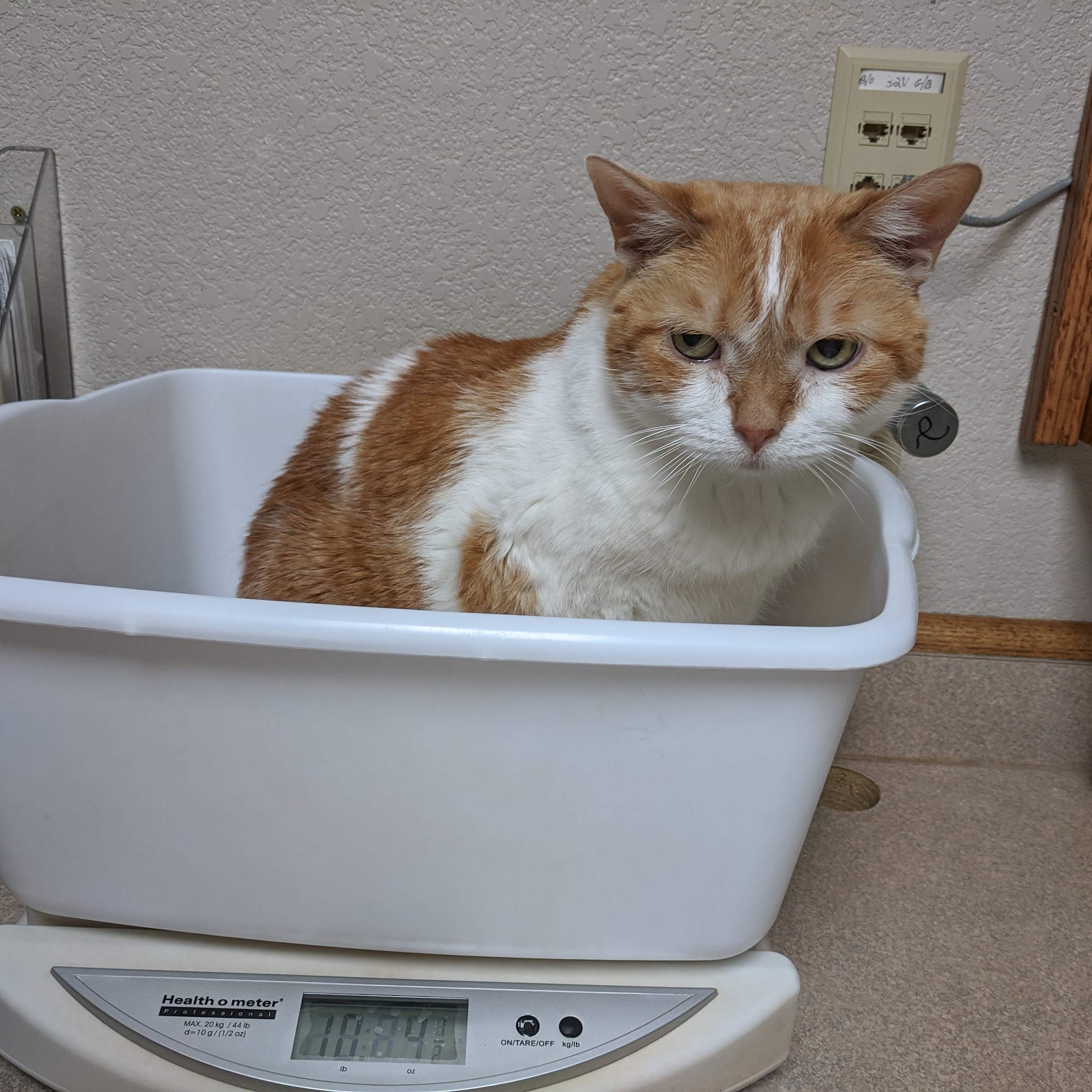 Castle Rock Cat Hospital Castle Rock