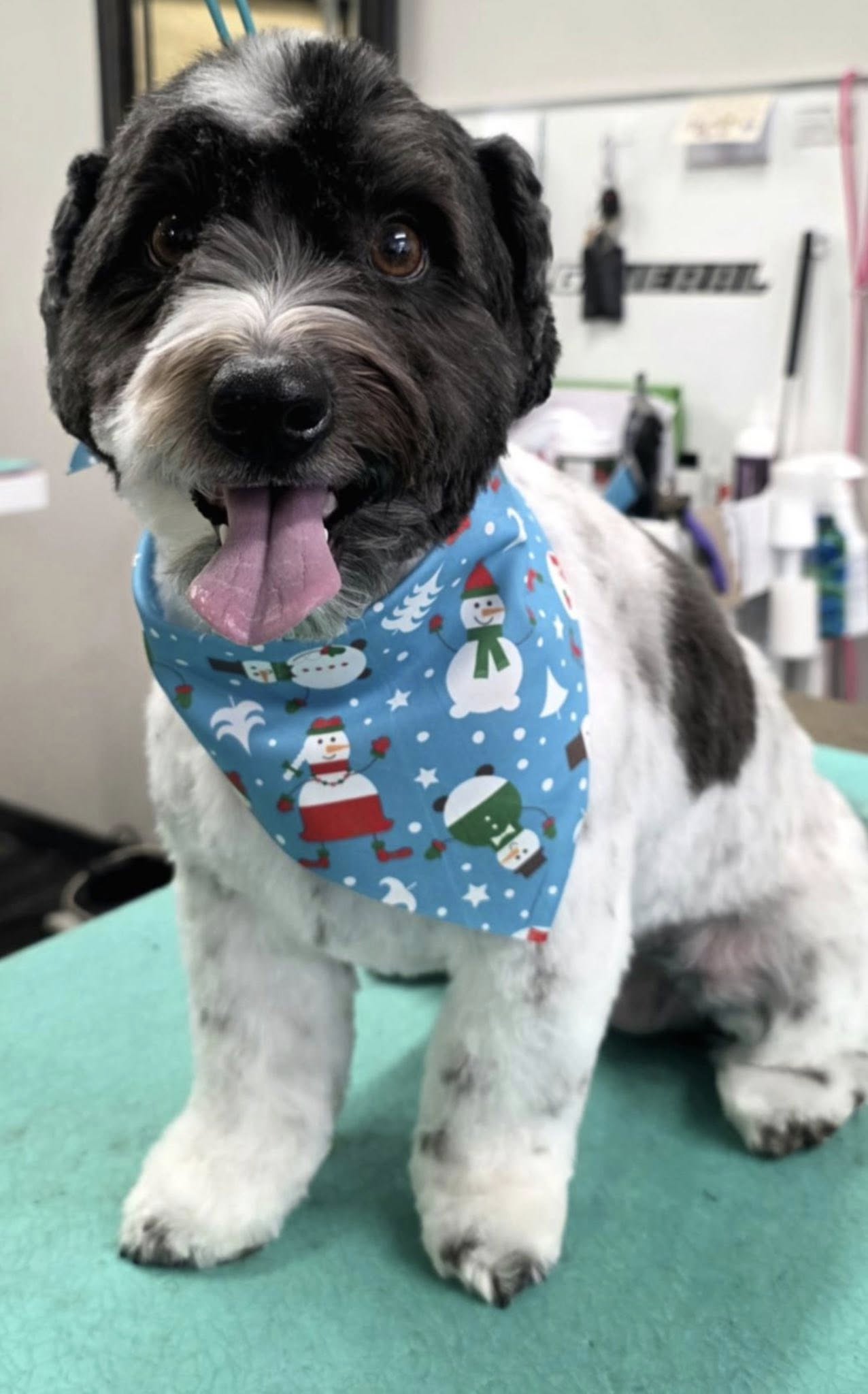 The Grooming Lounge Castle Rock