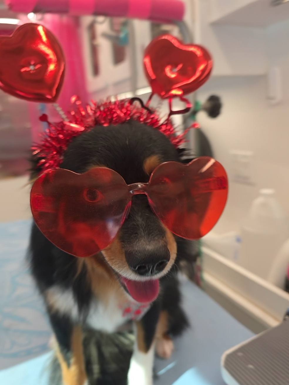 Furry Furends Mobile Grooming Castle Rock