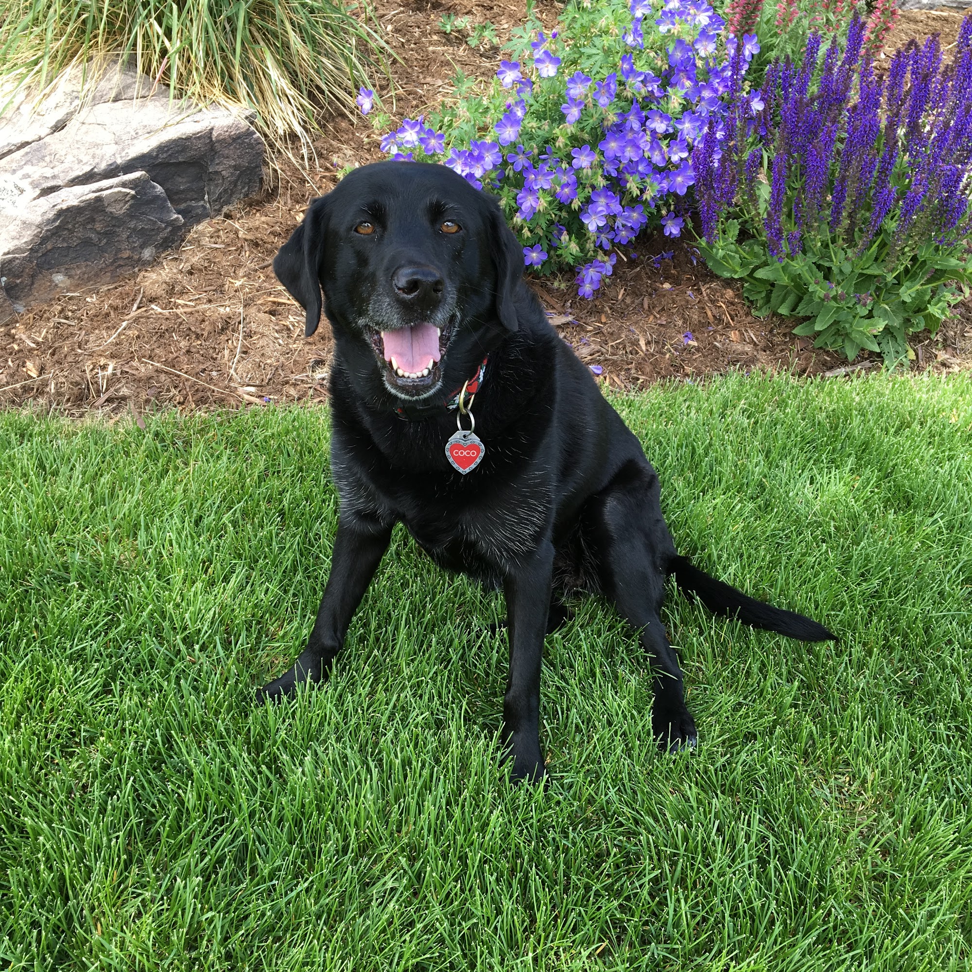 Sparky's Pet Sit & Walk, LLC Castle Rock