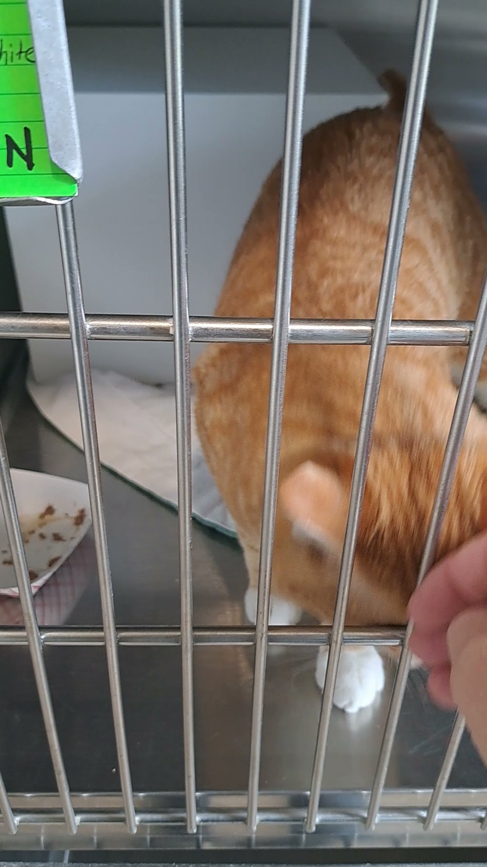 Surface Creek Animal Shelter Cedaredge