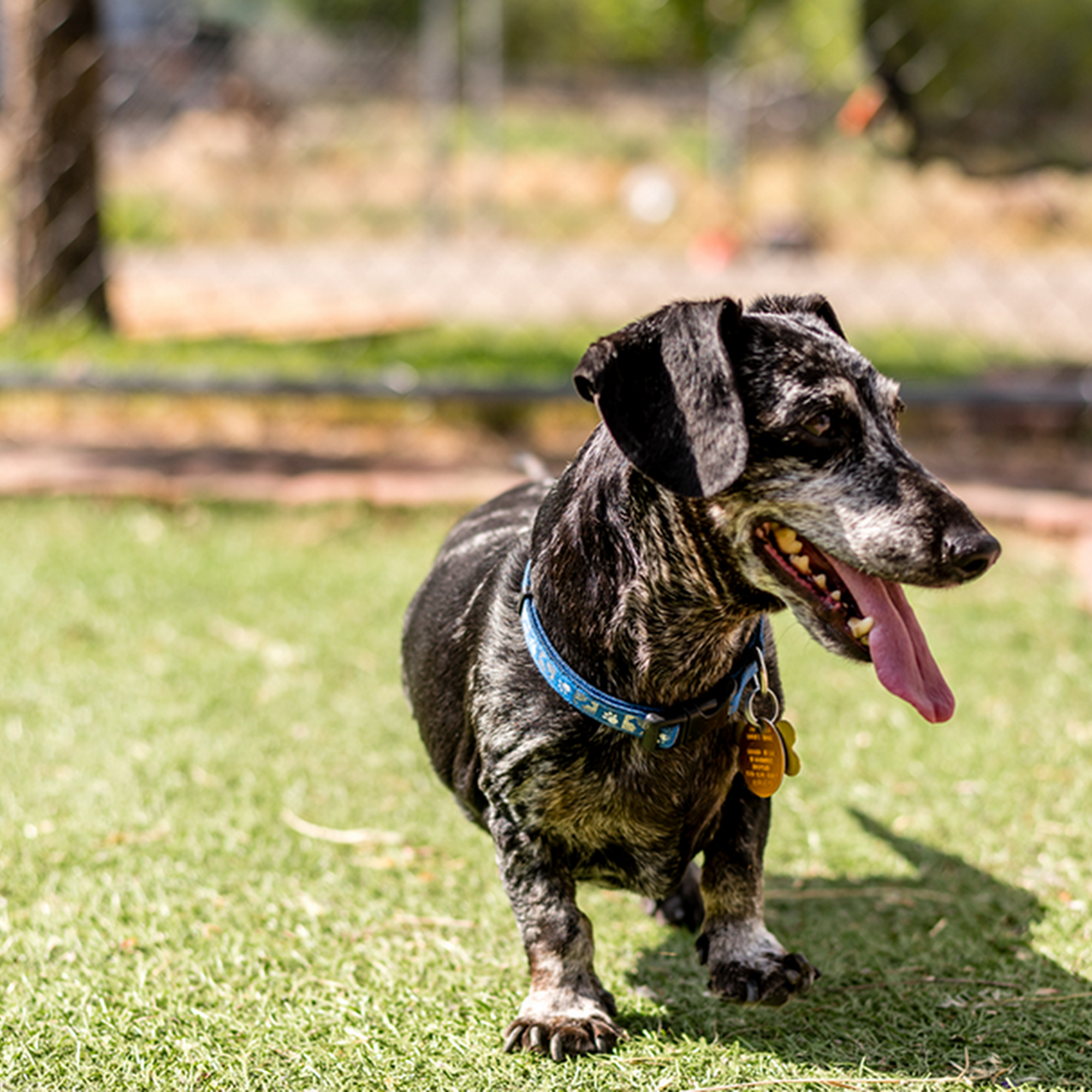 Happy Tails Pet Lodge Cedaredge