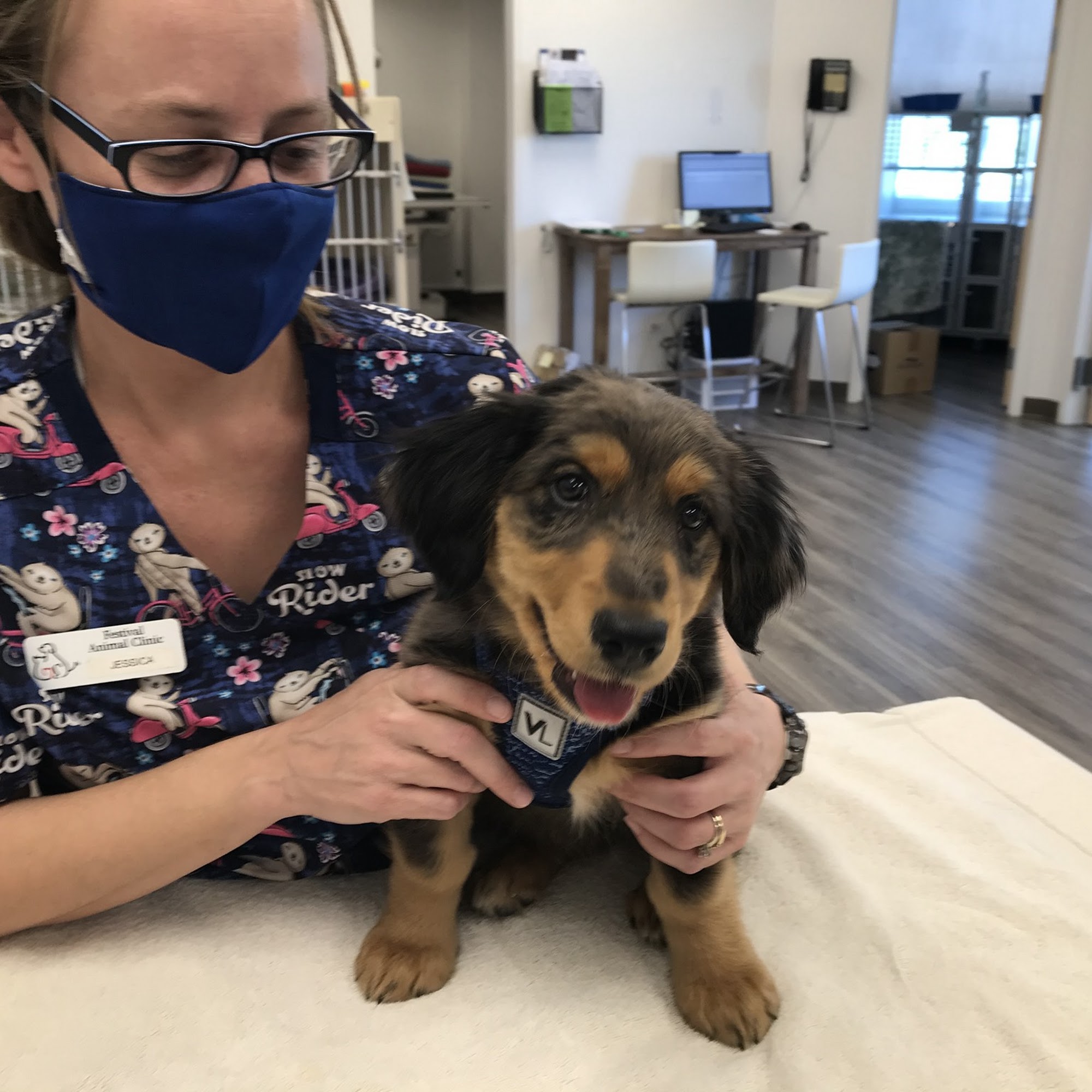 Festival Animal Clinic Centennial