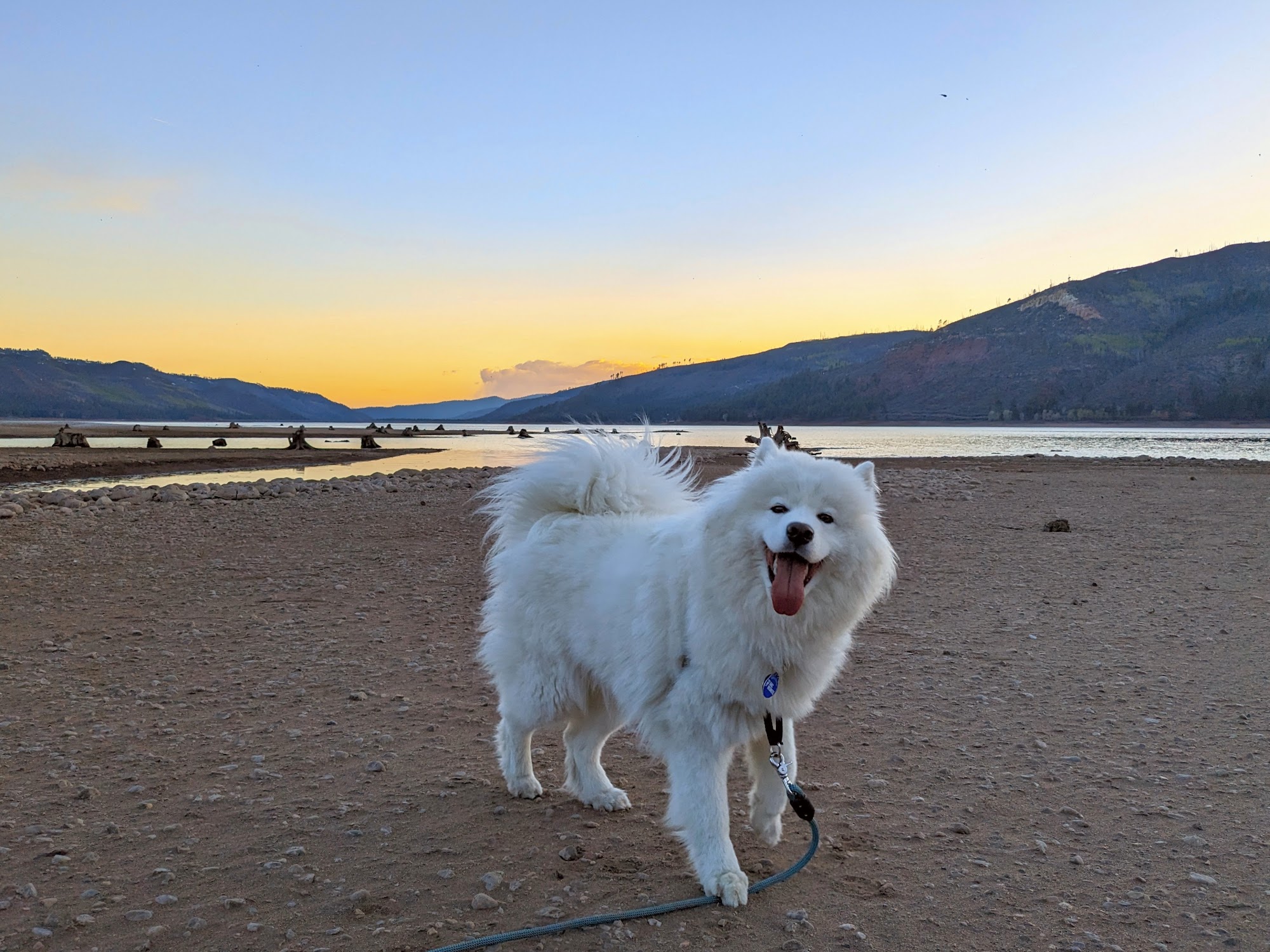 Festival Animal Clinic Centennial