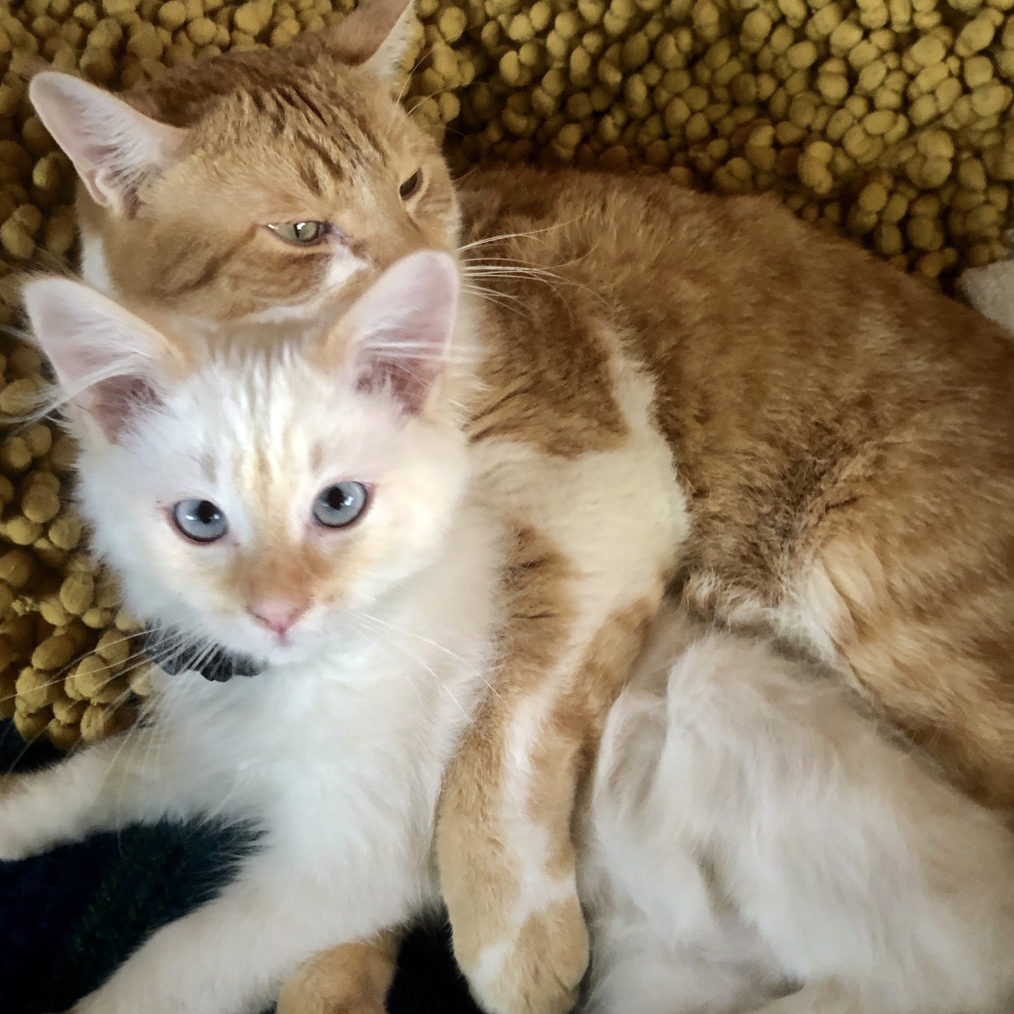 Littleton Veterinary Clinic Centennial