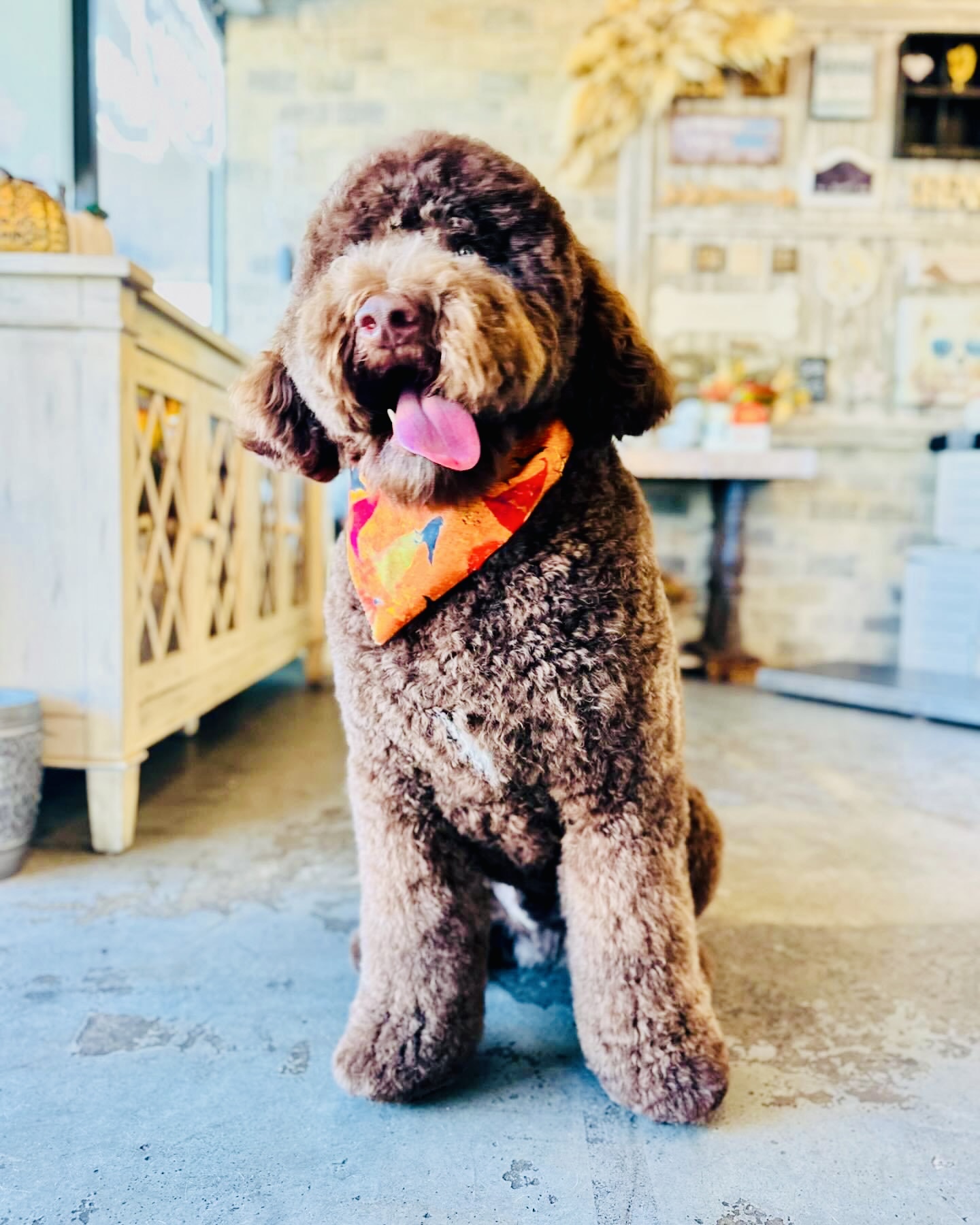 A Clip Above - Pet Styling Centennial