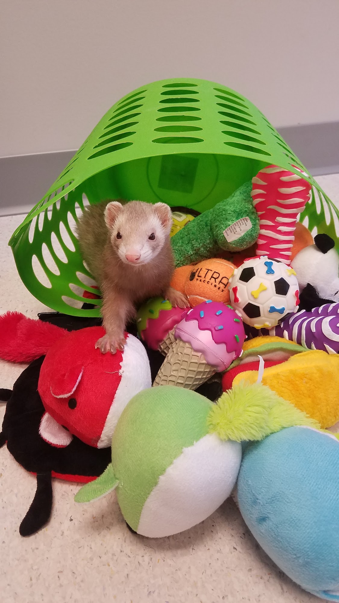 Critter Care Animal Hospital Centennial