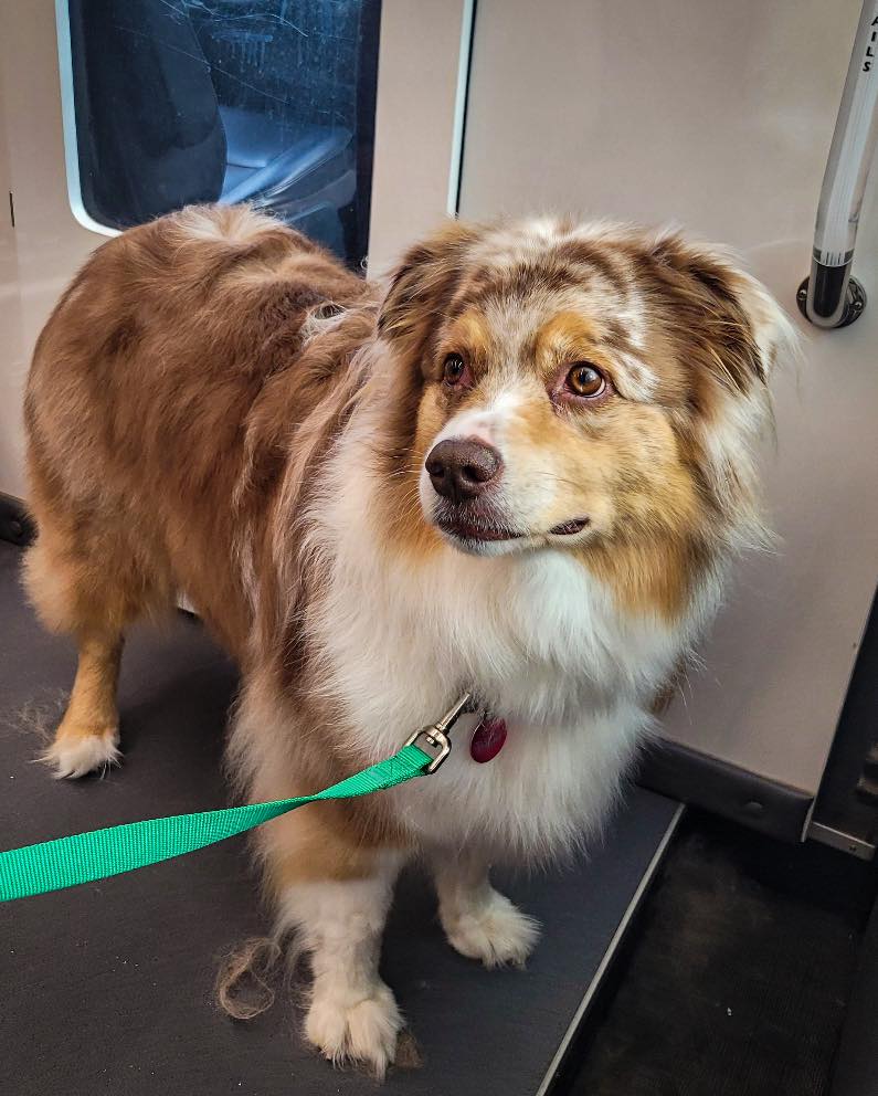 Mobile Pet Shine Centennial