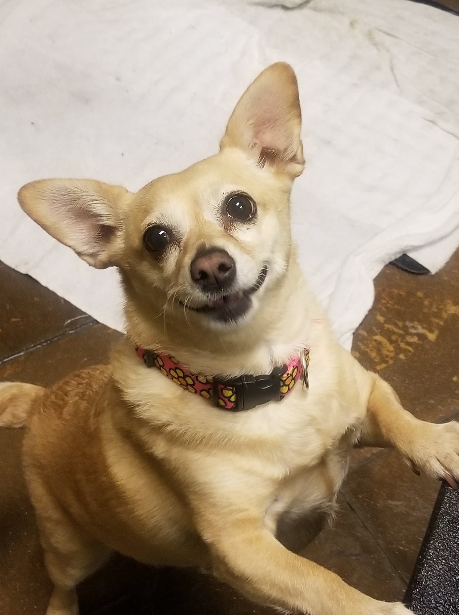 Meggo's Gentle Grooming Centennial