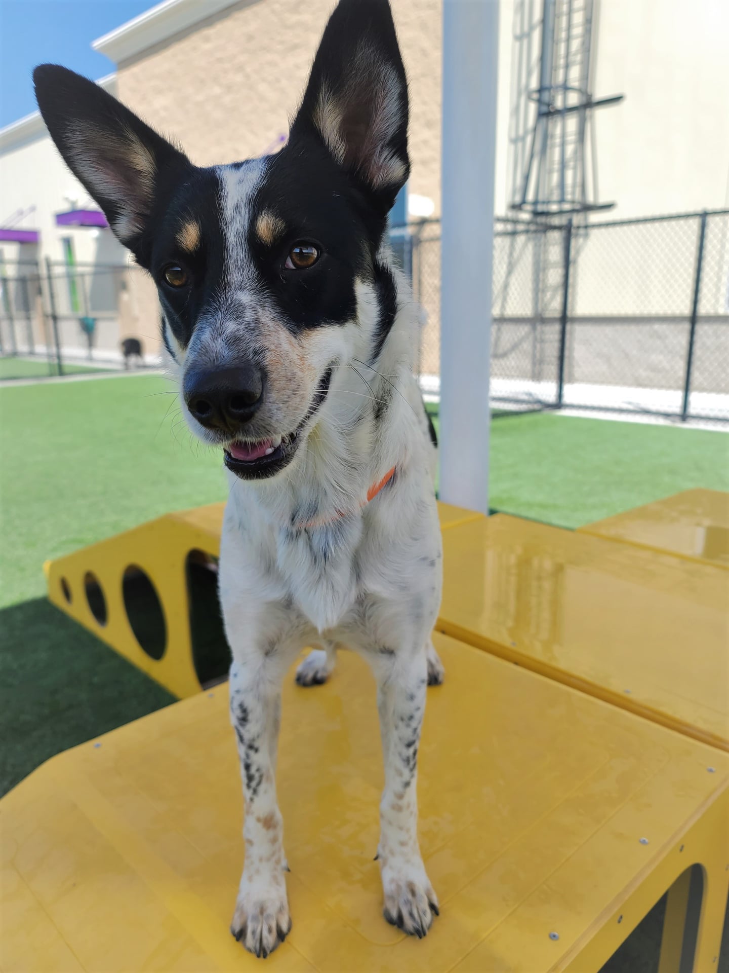 City Bark Centennial Centennial
