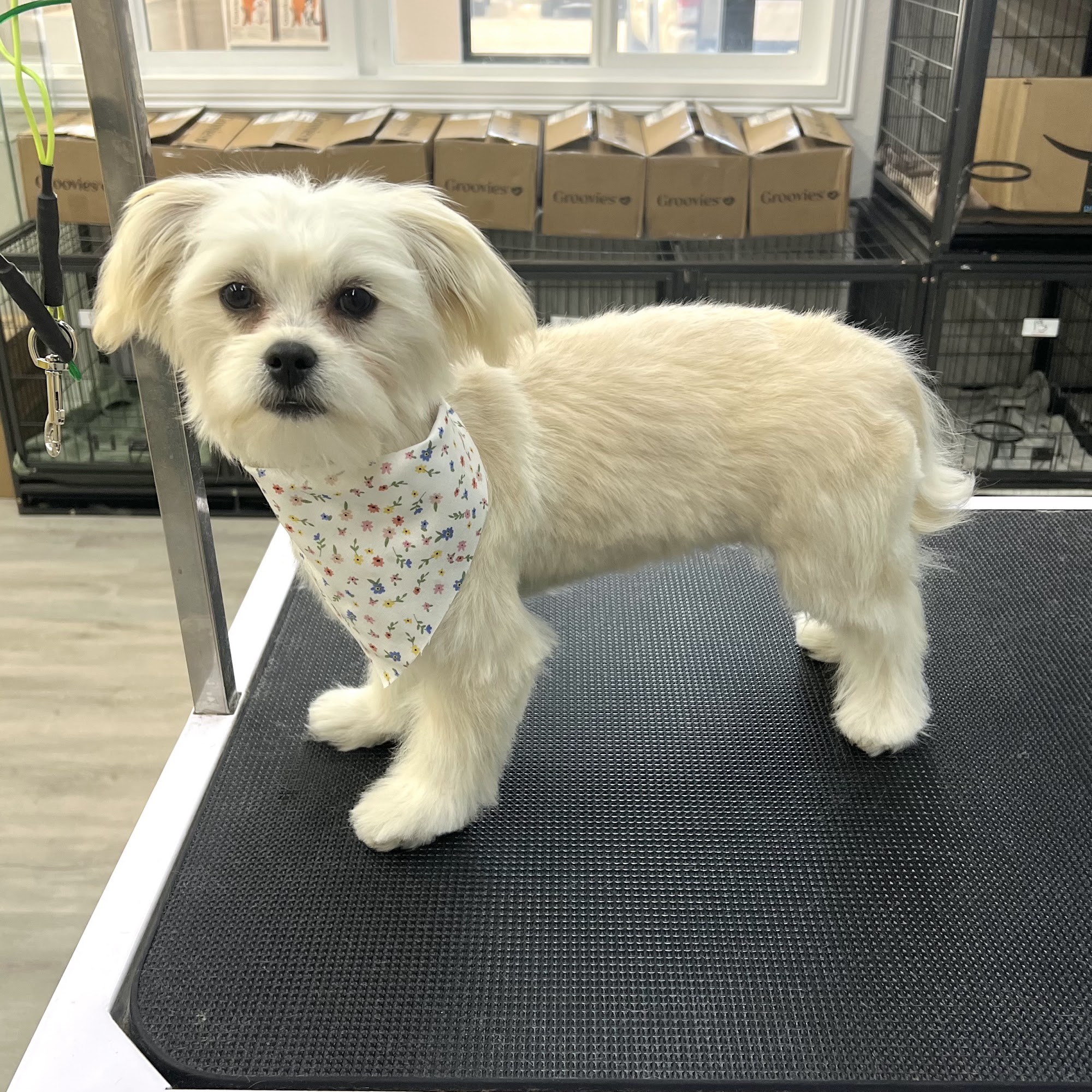 Happy Paw Grooming Centennial