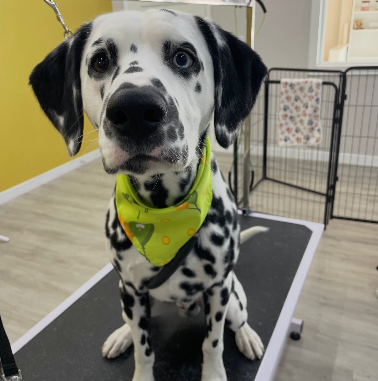 Happy Paw Grooming Centennial