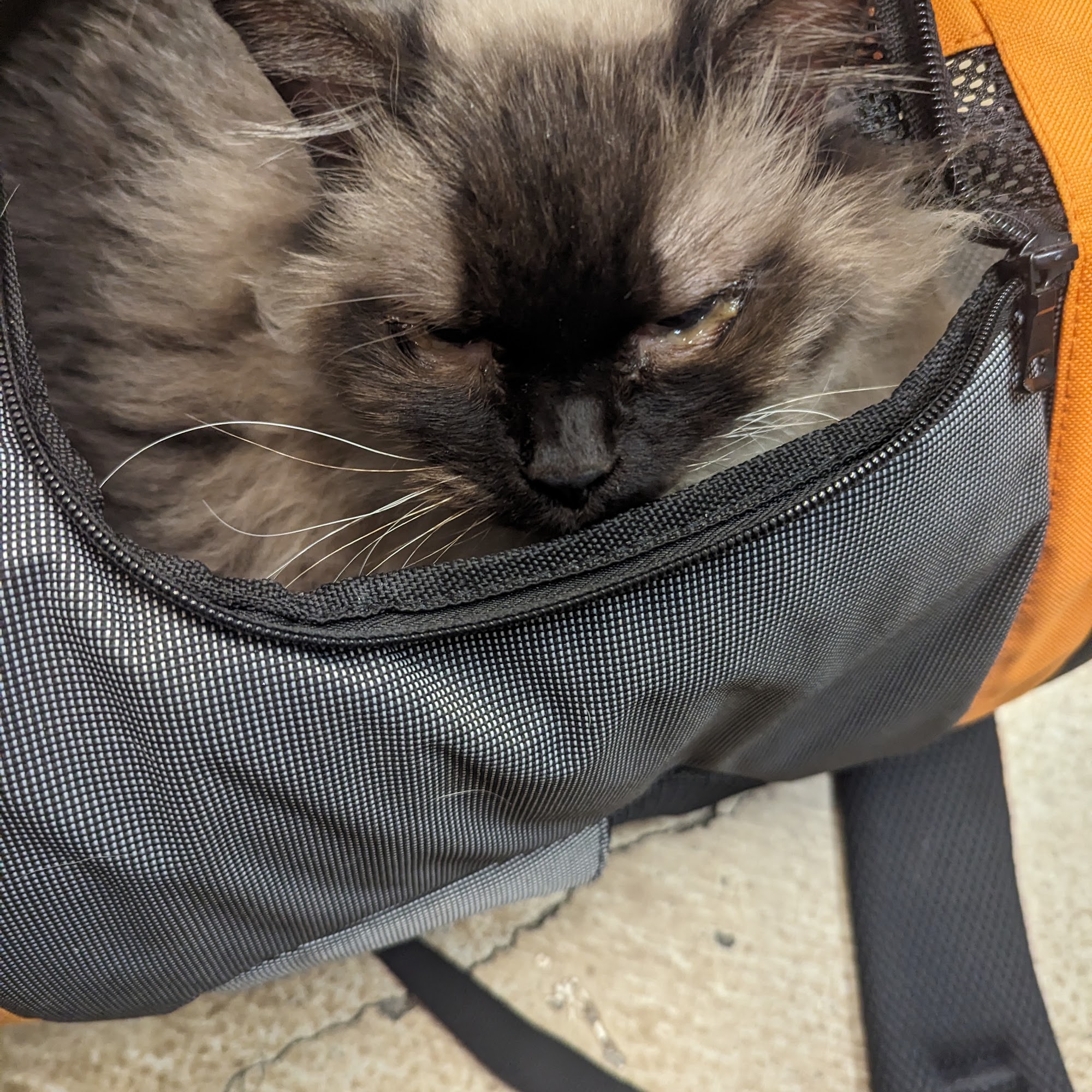 Clifton Animal Hospital Clifton