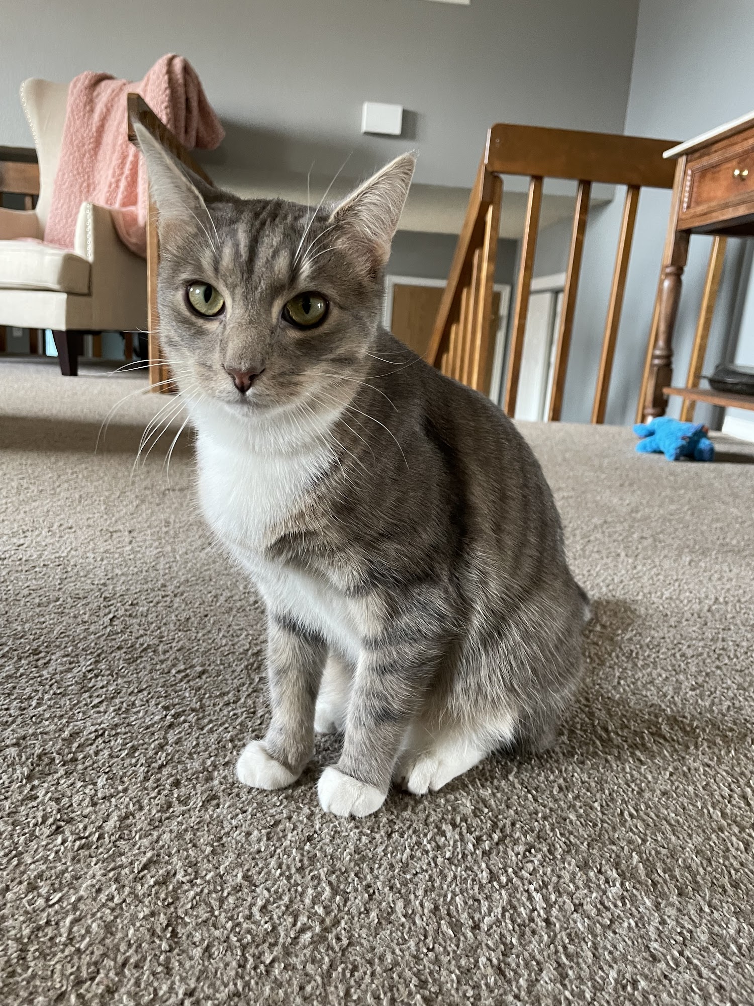 Bear Creek Veterinary Care Colorado Springs