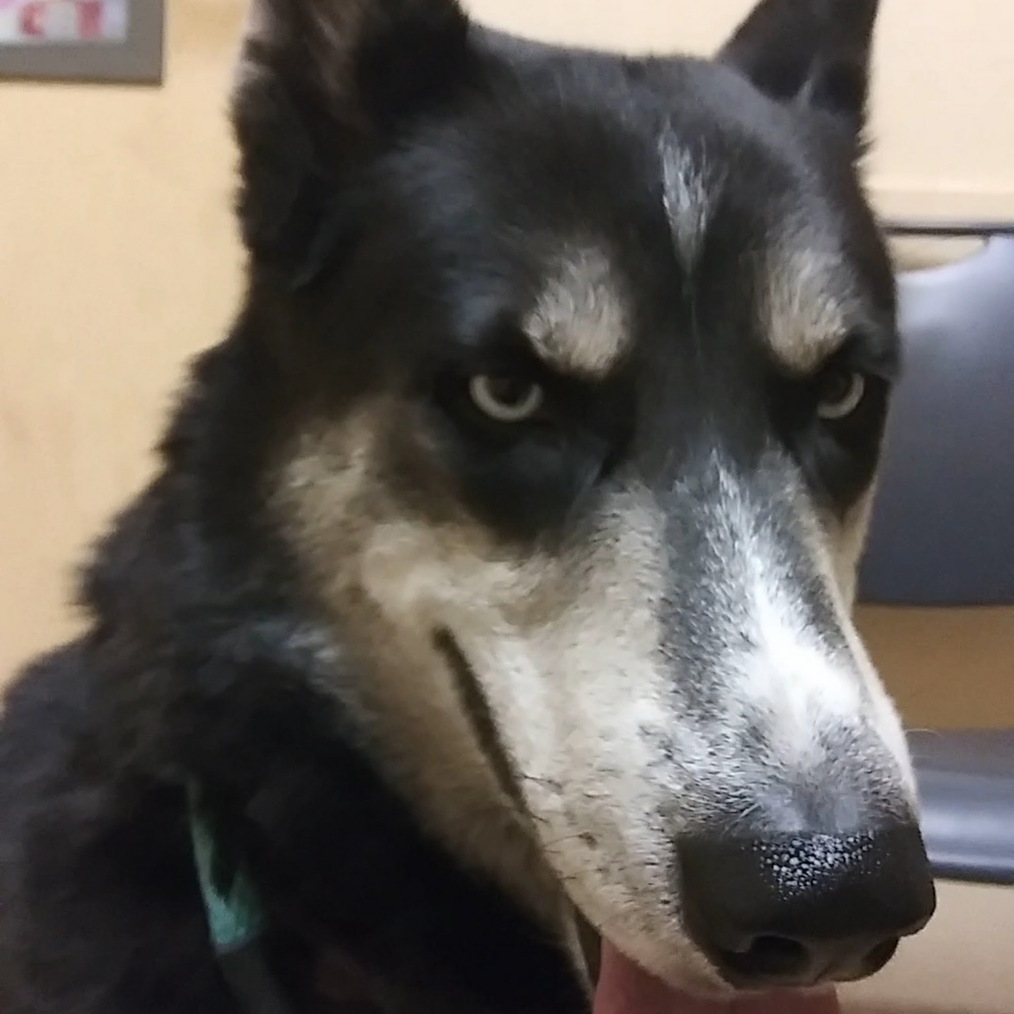 Bijou Animal Hospital PC Colorado Springs