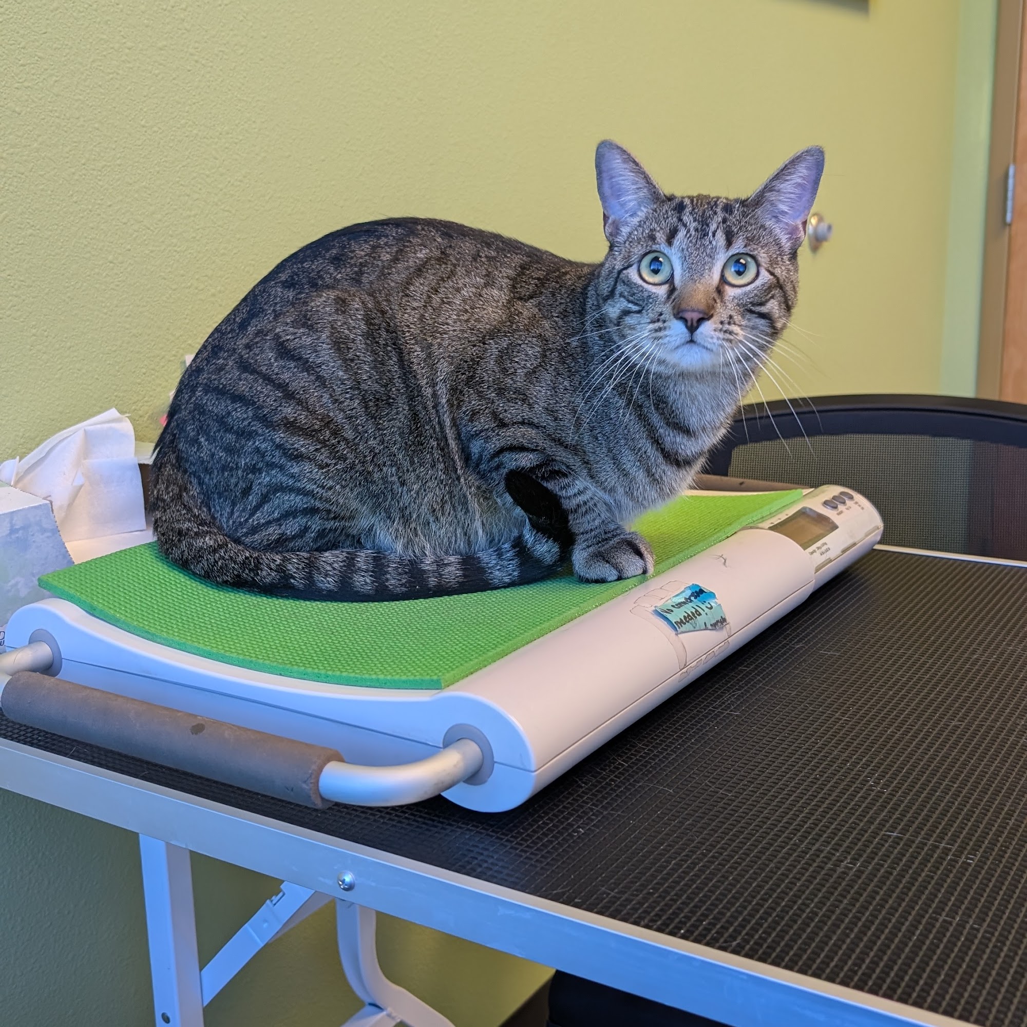 CatTails Feline Health Center Colorado Springs