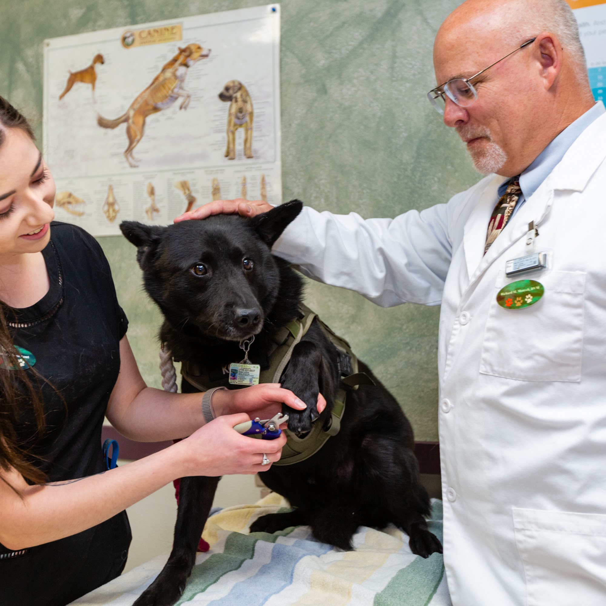 Austin Bluffs Animal Clinic Colorado Springs