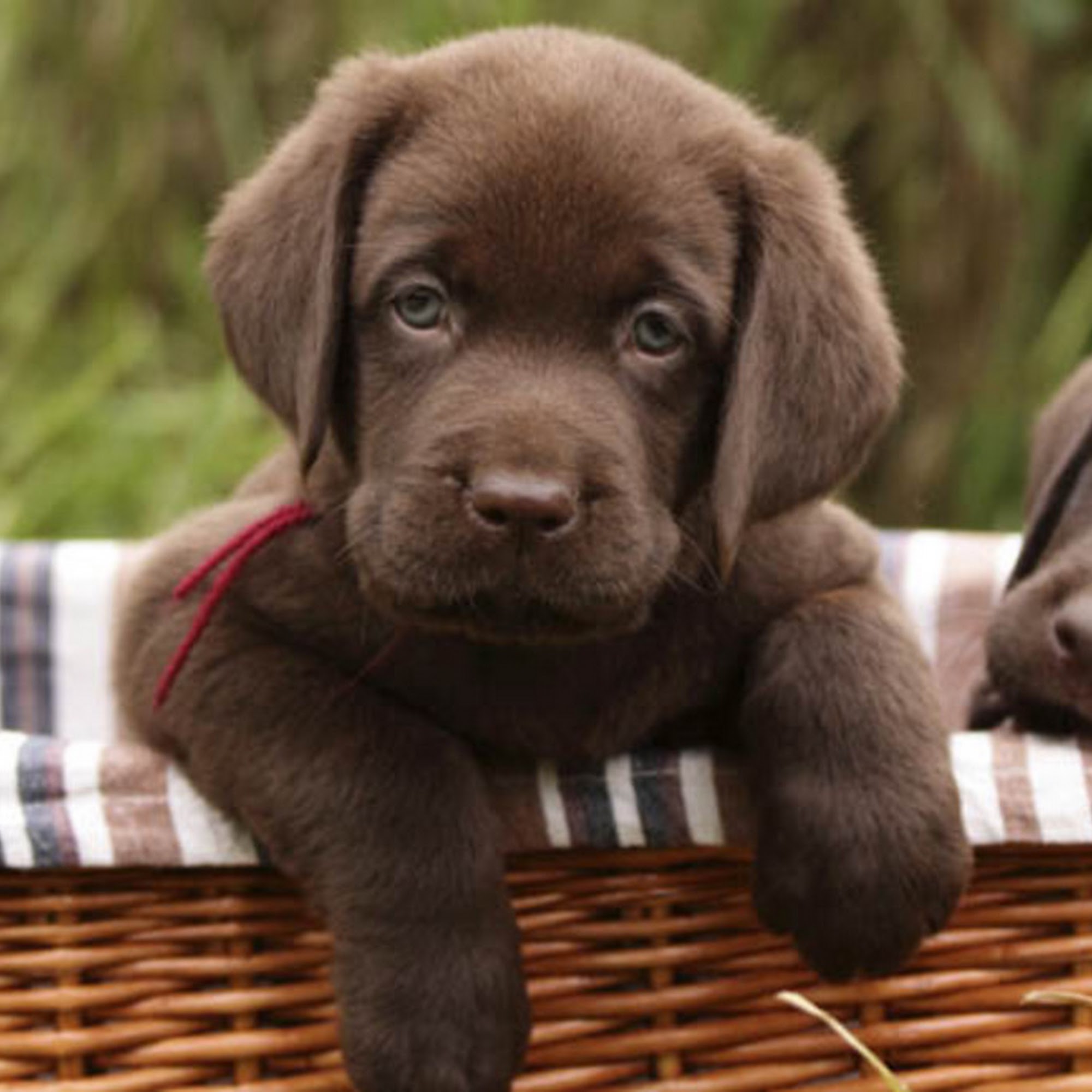 East Springs Animal Hospital Colorado Springs