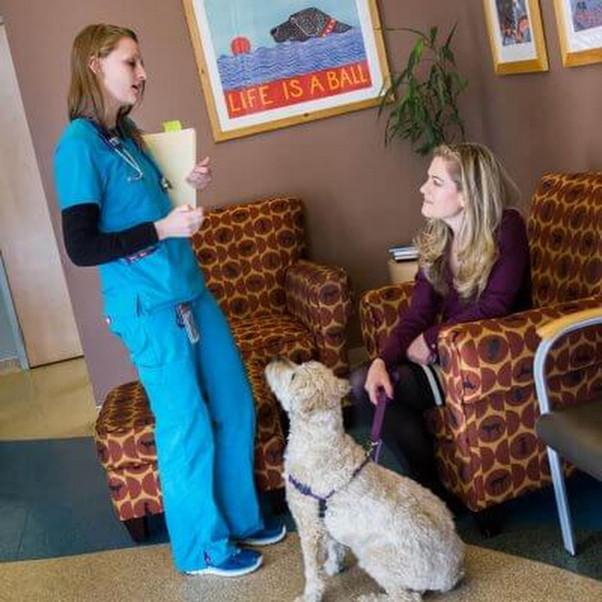 Southern Colorado Veterinary Internal Medicine Colorado Springs