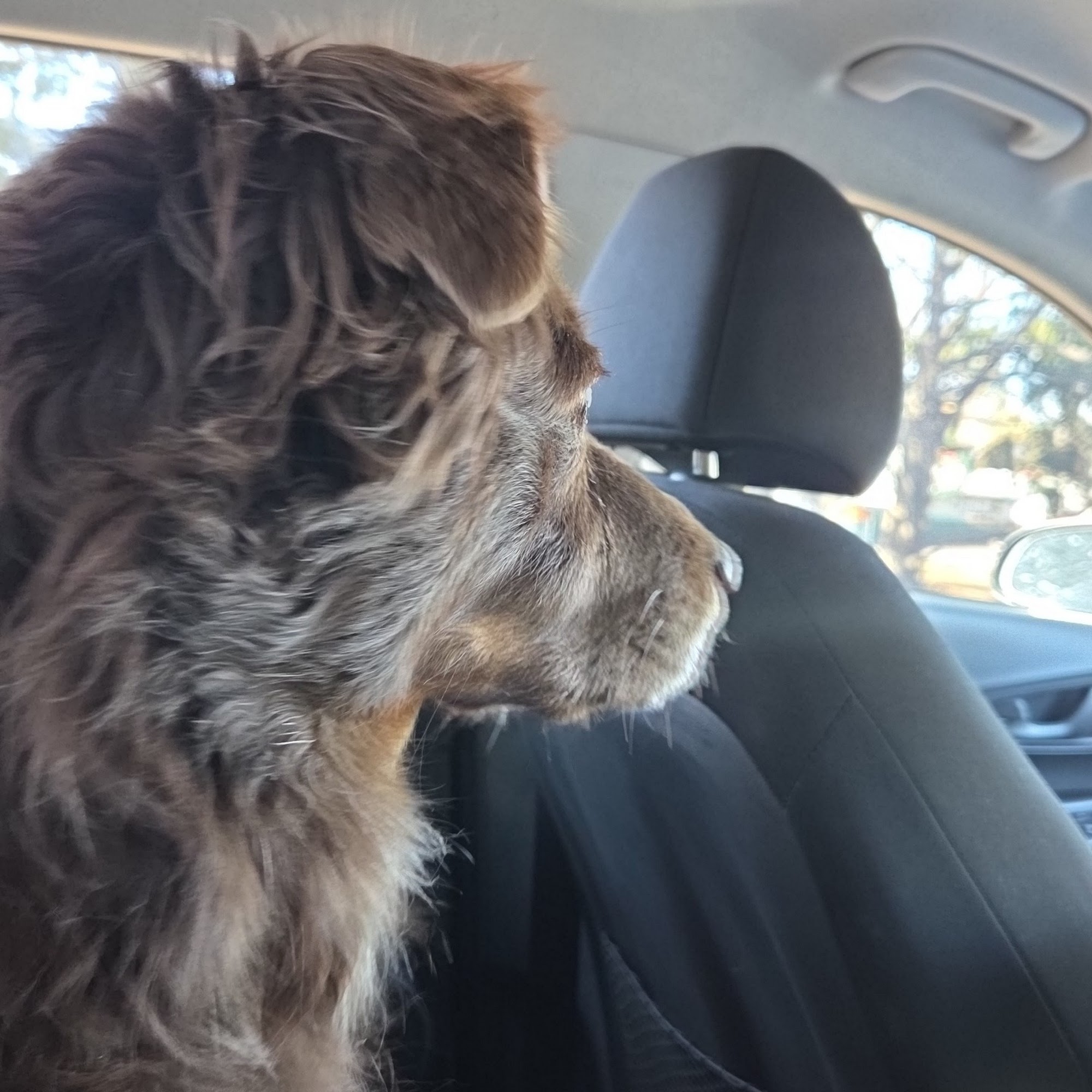 Crossroads Animal Hospital Colorado Springs