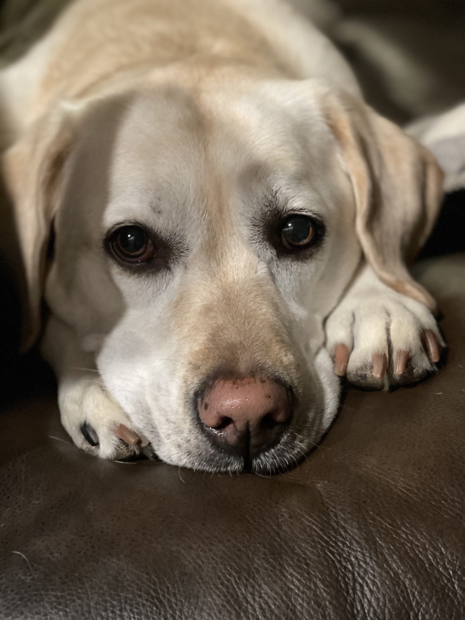 Crossroads Animal Hospital Colorado Springs