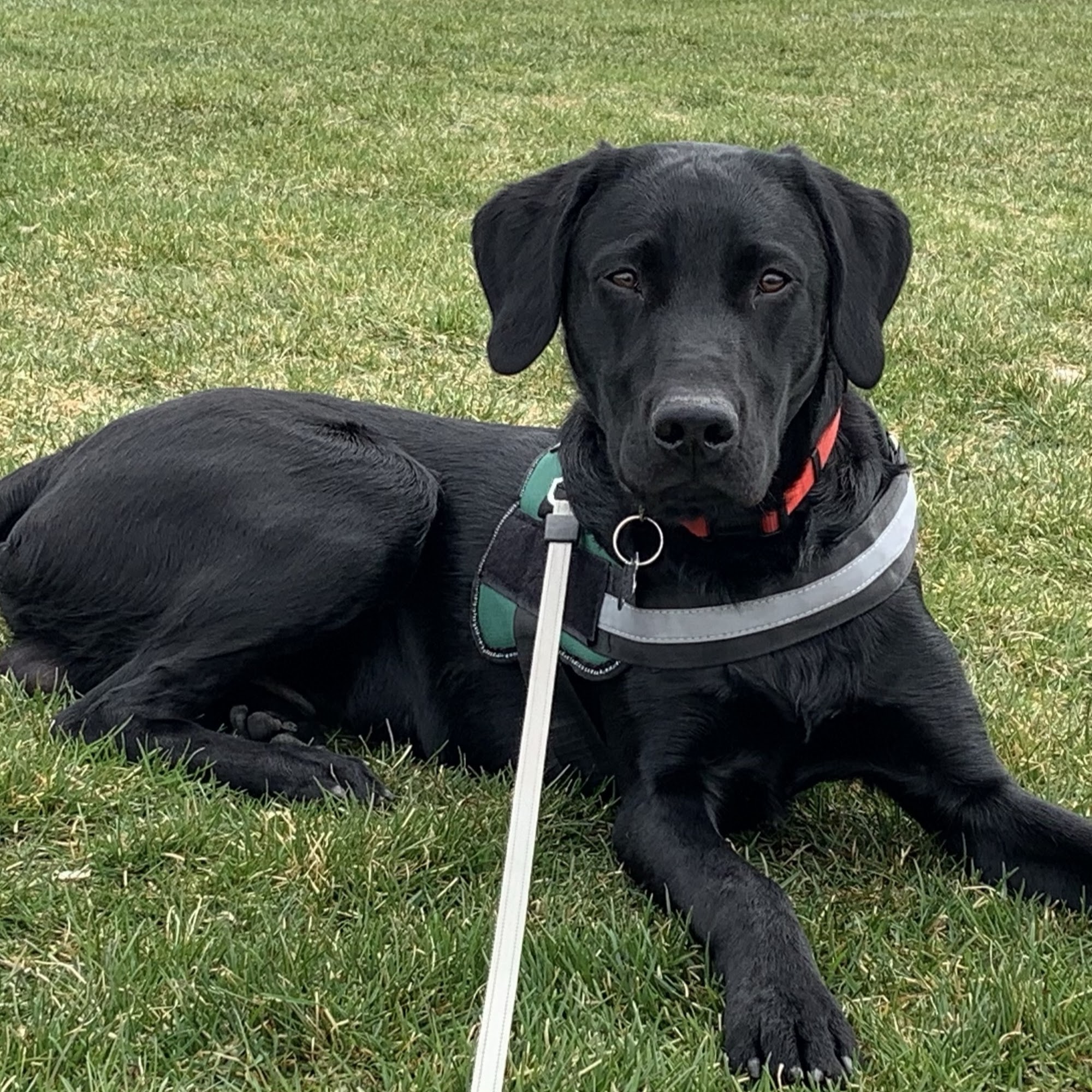 Faithful Friends Animal Hospital Colorado Springs
