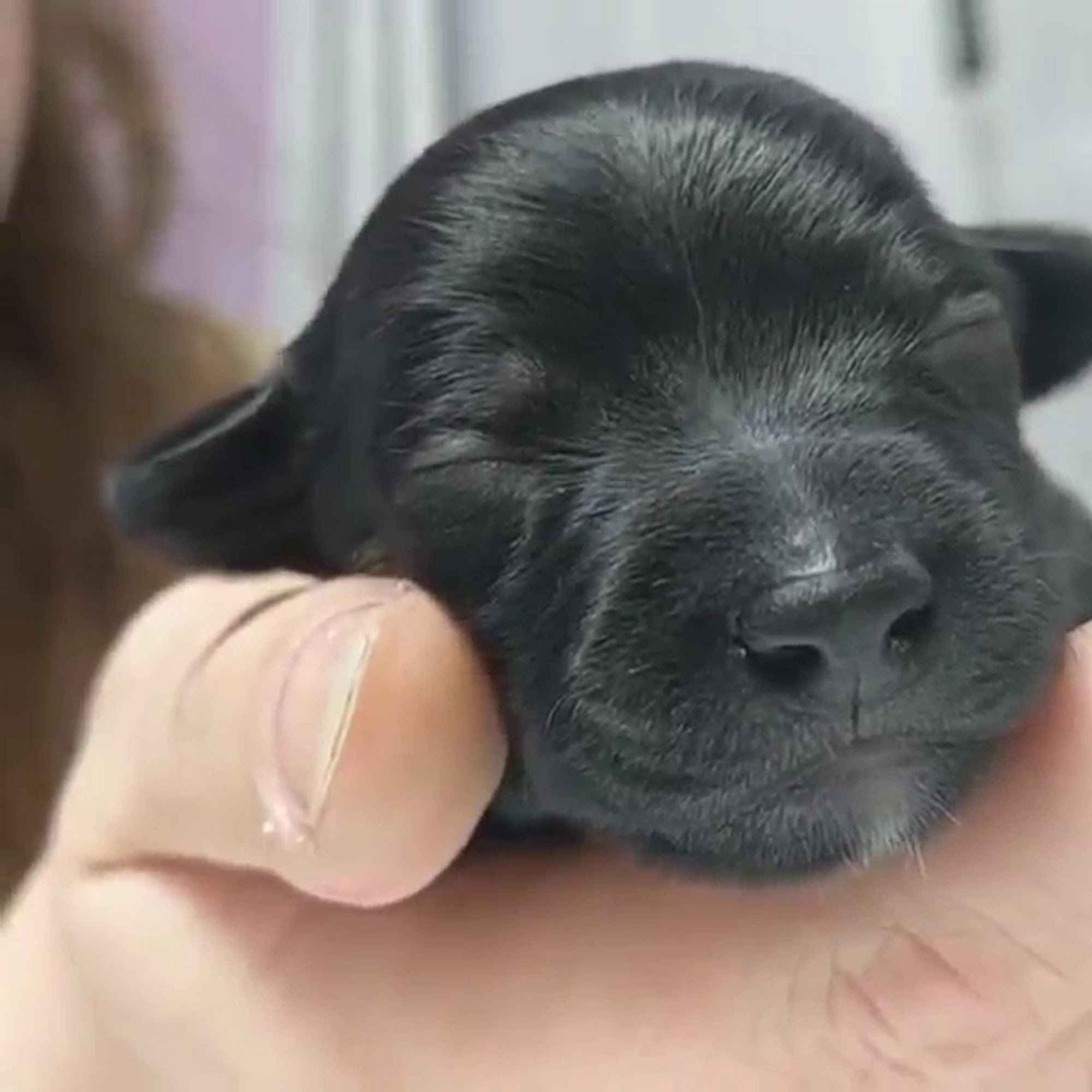 All Breed Rescue & Training Colorado Springs