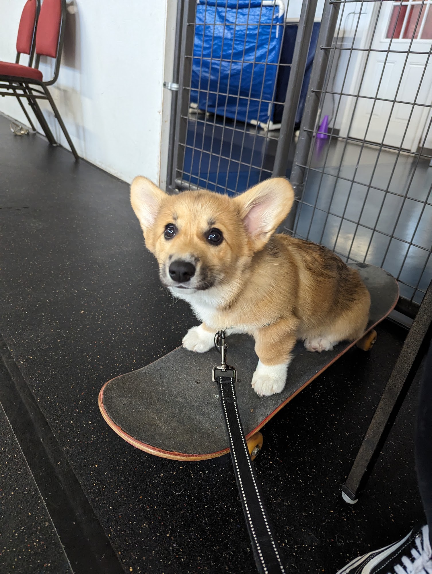 All Breed Rescue & Training Colorado Springs