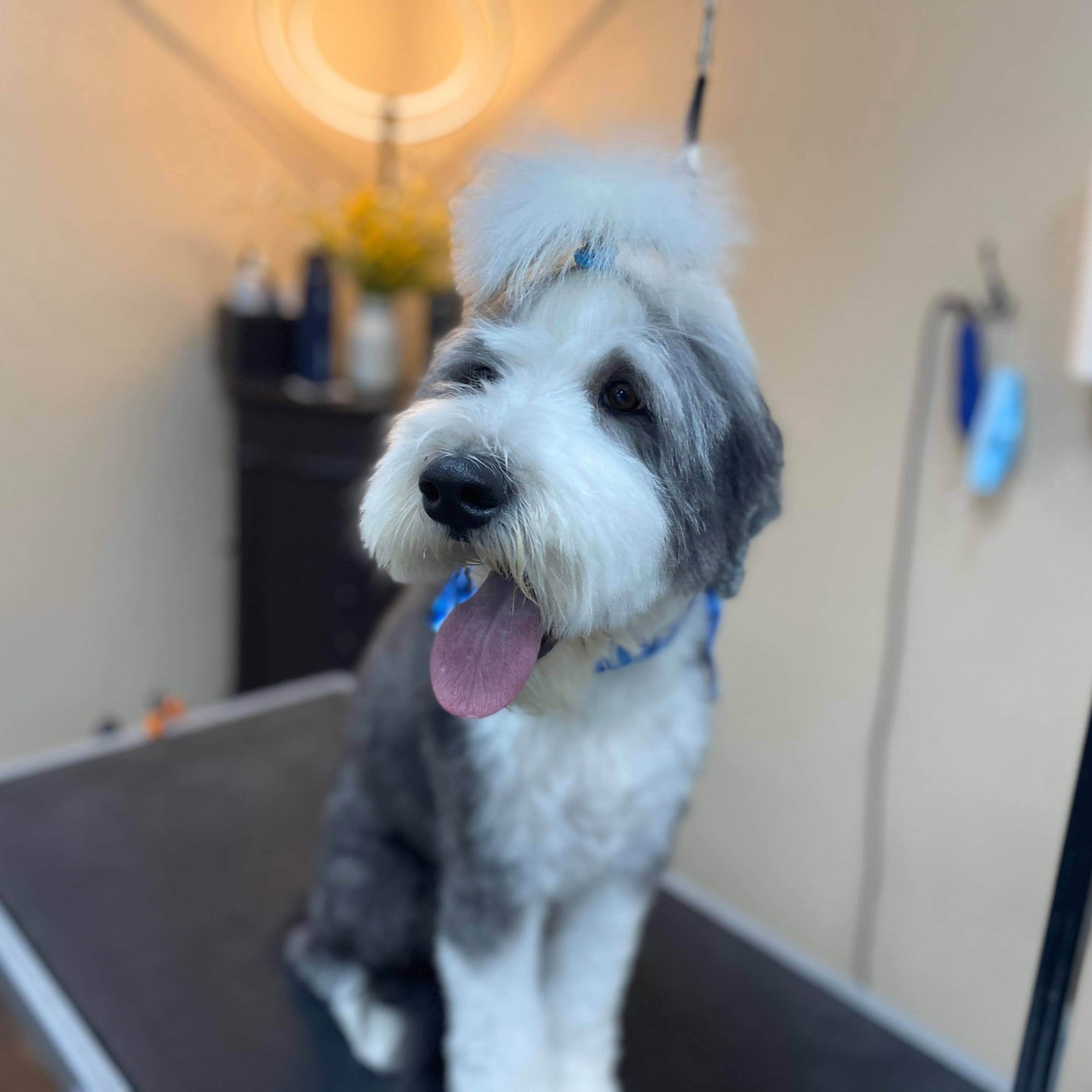 Serenity Paws Colorado Springs