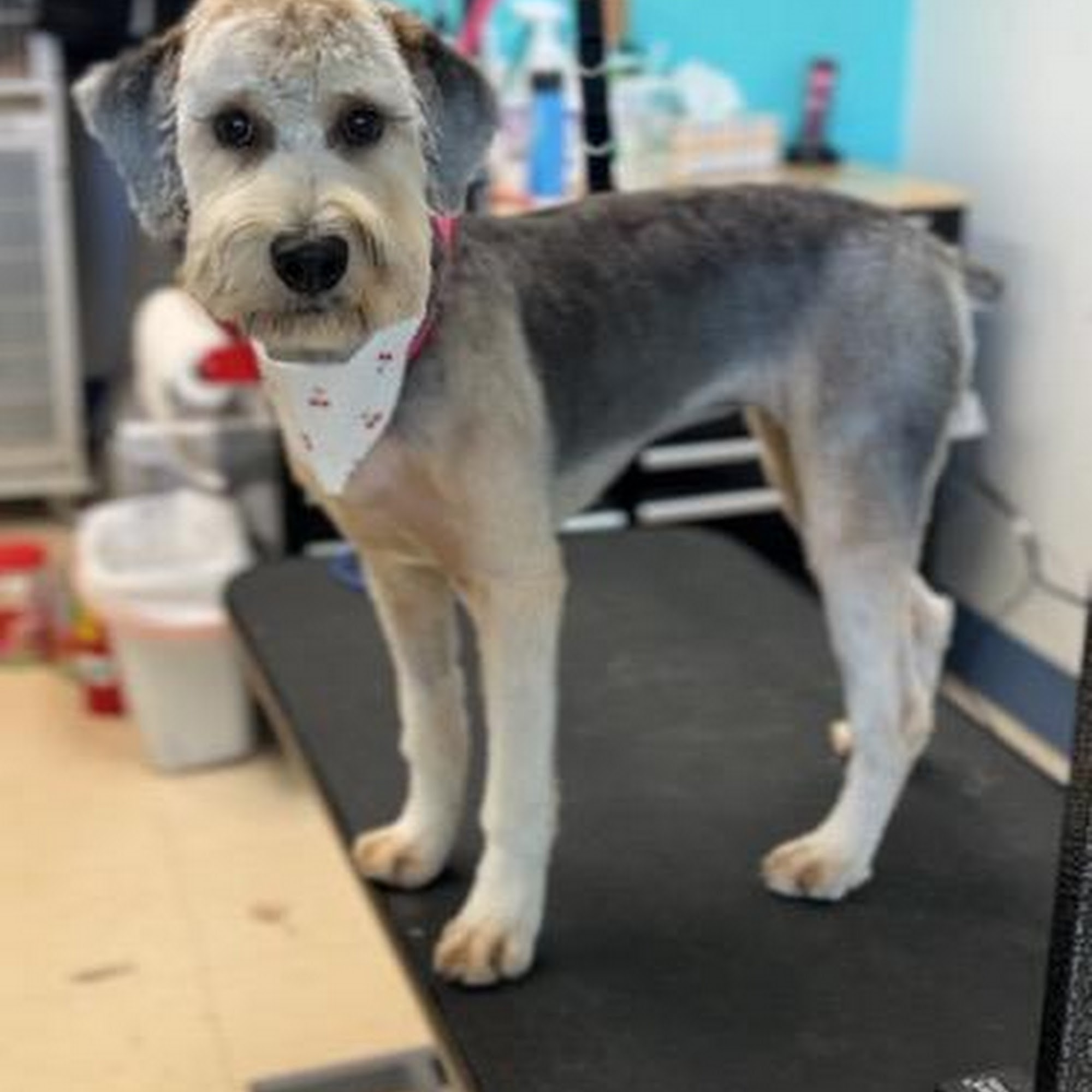 Stubby's Dog Wash & Grooming Salon Colorado Springs