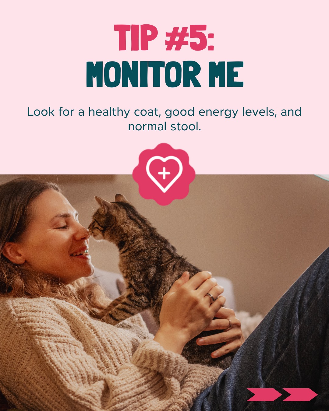 Carefree Cats Veterinary Hospital Colorado Springs