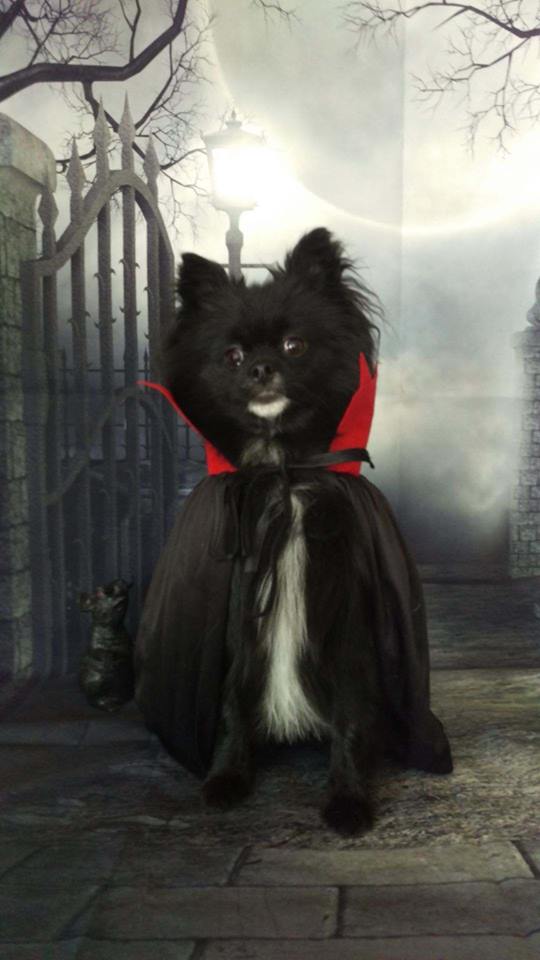 Pawcassos LLC Colorado Springs