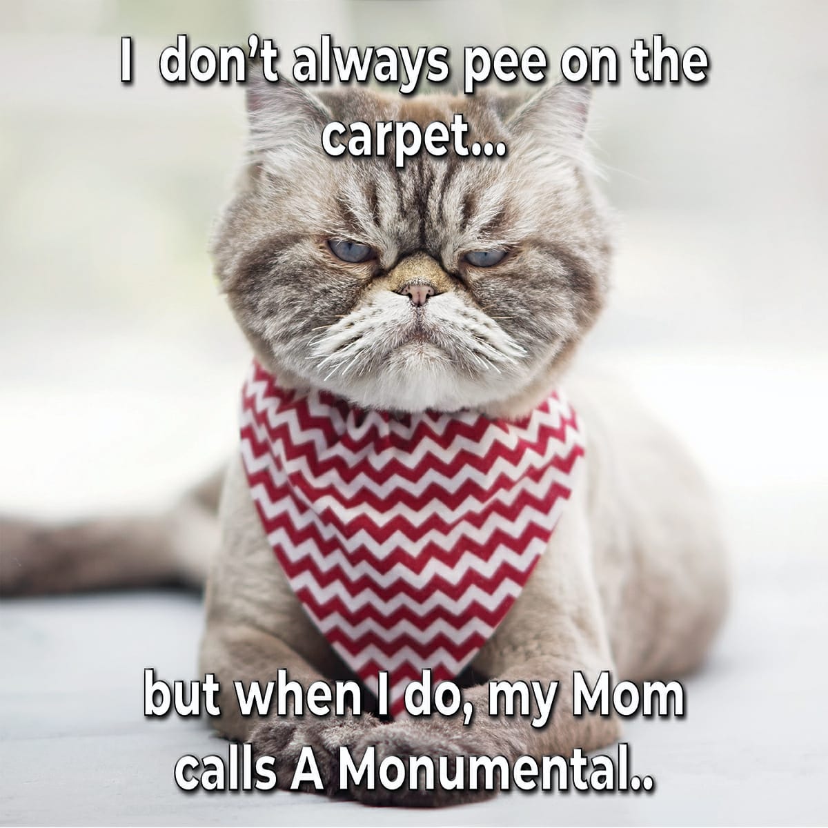 A Monumental Carpet Cleaning