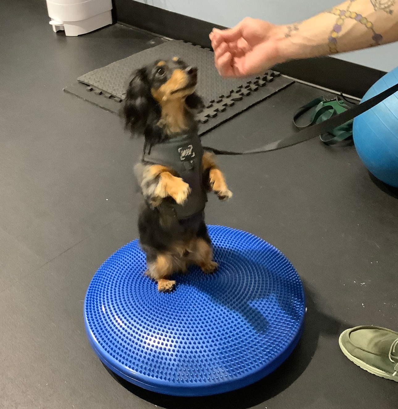 Zoom Room Dog Training Colorado Springs